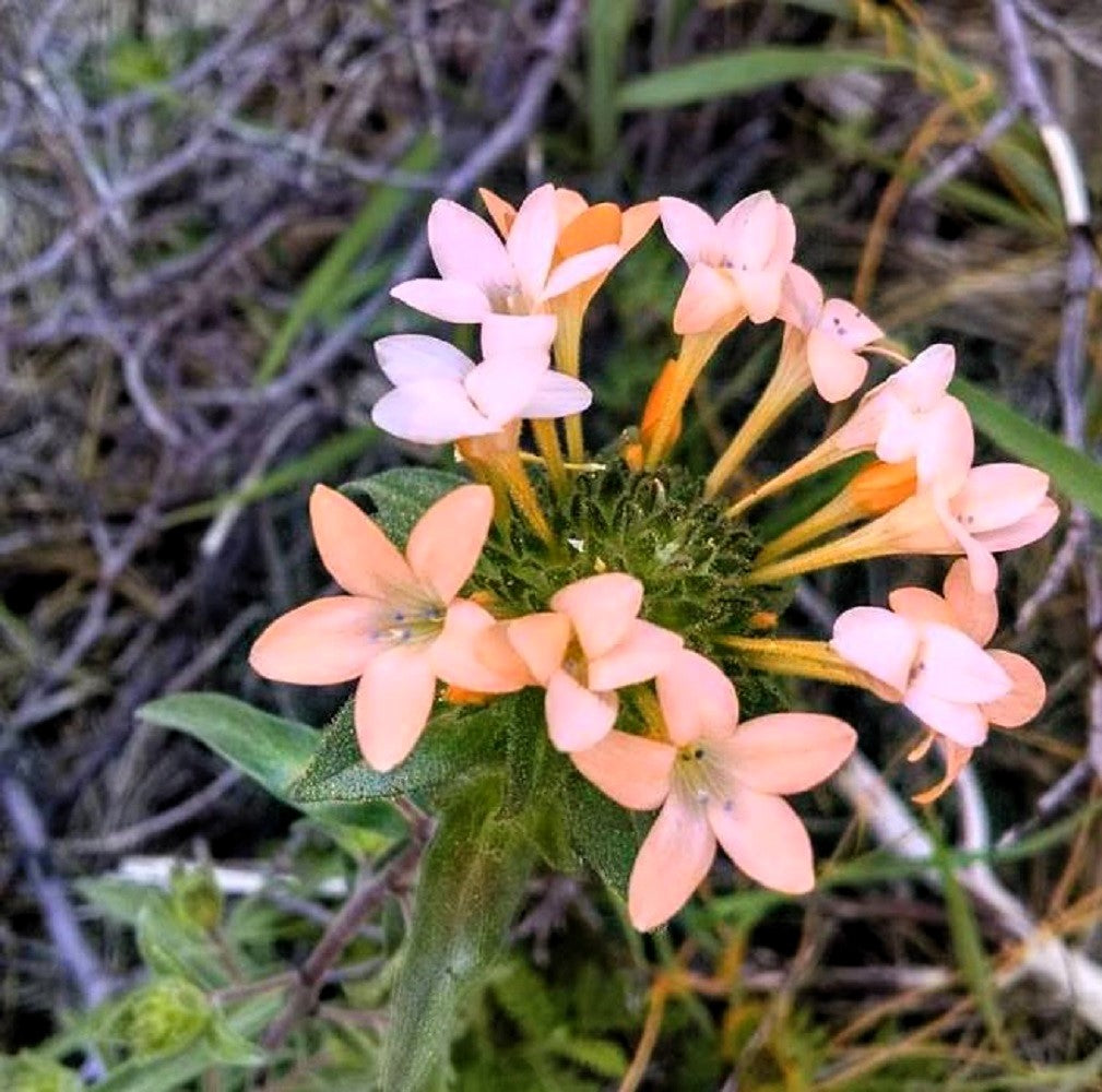 stokes flower seeds 100 LARGE FLOWERED PHLOX Collomia Grandiflora Flower Seeds – Seedville USA