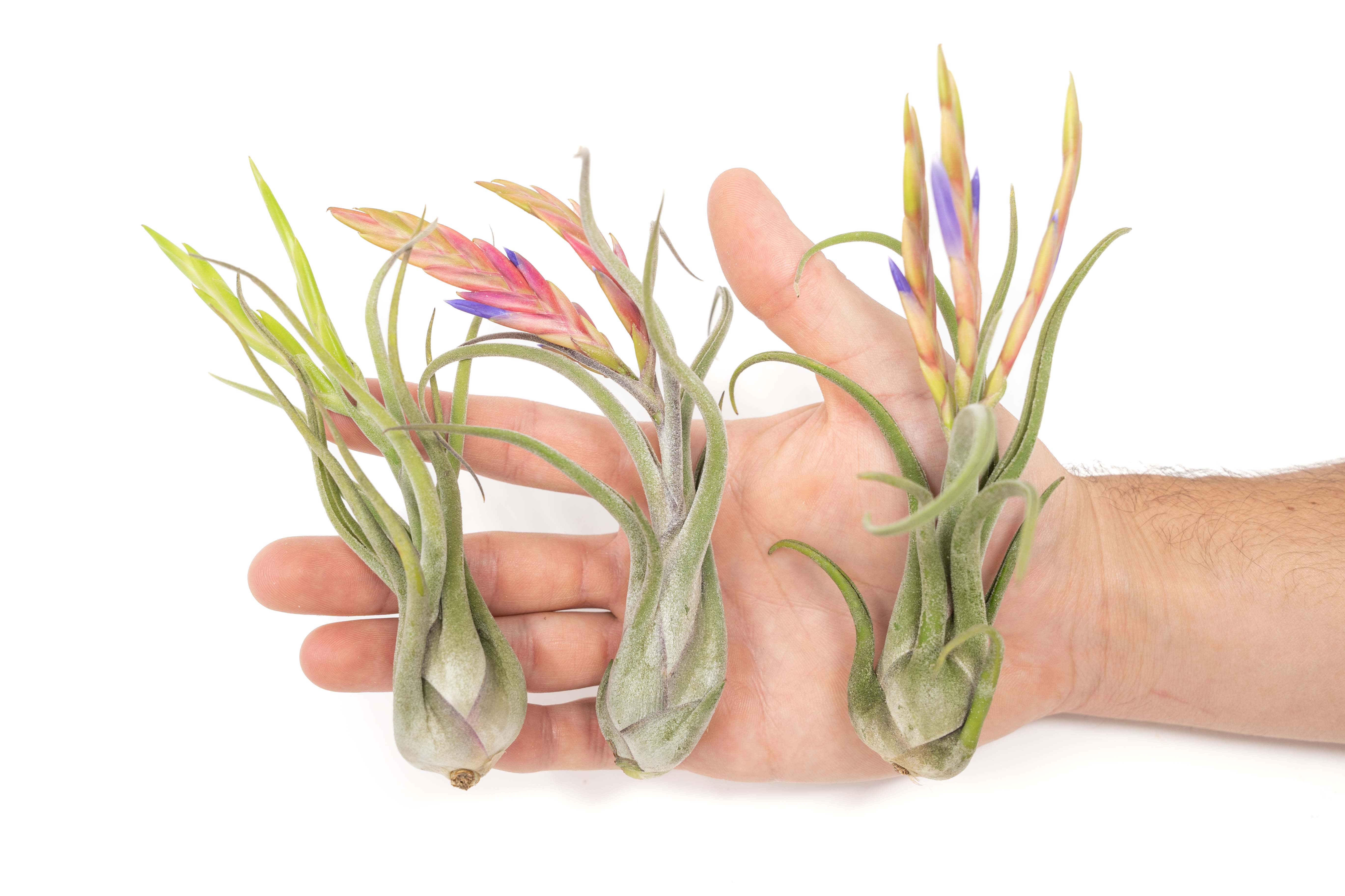 air plant in bloom BLOOM SALE - Tillandsia Caput Medusae Air Plants - Set of 10 or 20