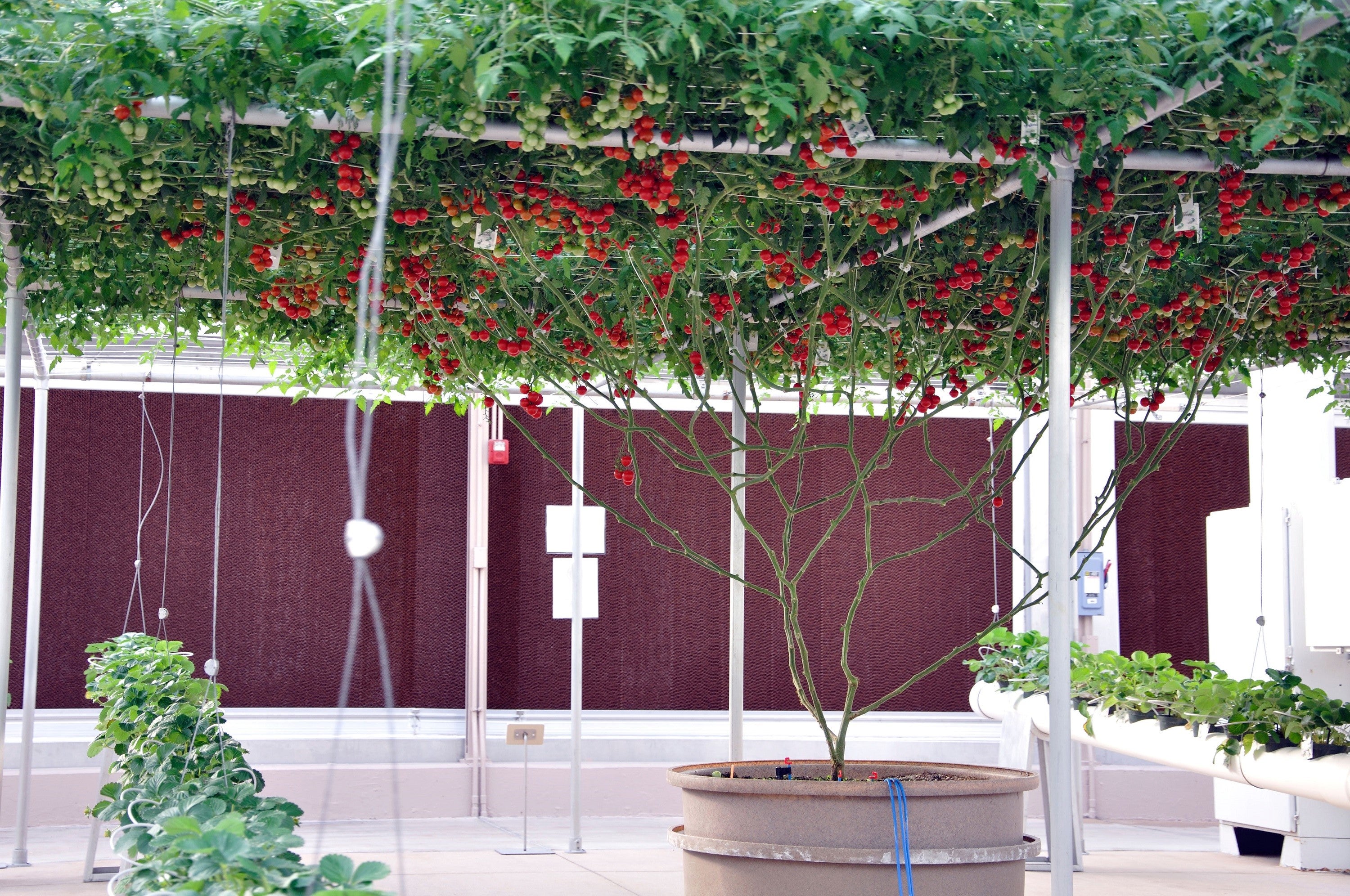 40 ITALIAN TREE TOMATO 'Trip L Crop' Lycopersicon Red Fruit