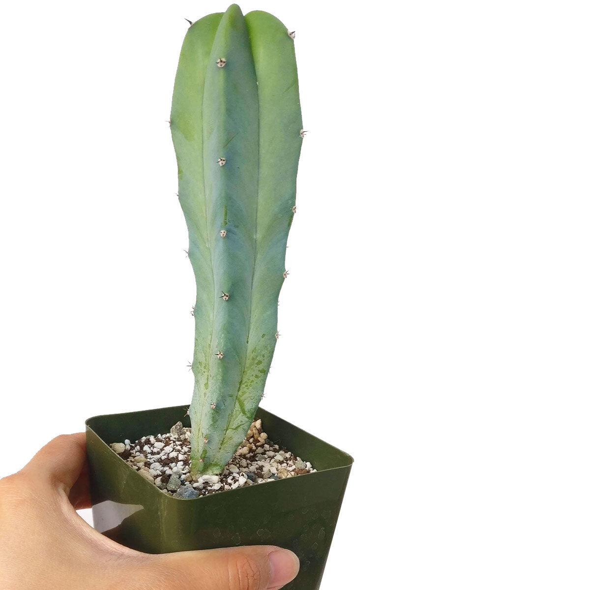 Blue Candle CACTUS
