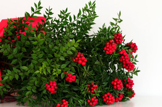 40 BULK Seeds BUTCHER'S BROOM Ruscus Aculeatus Evergreen Shrub Ornamental Red Berries