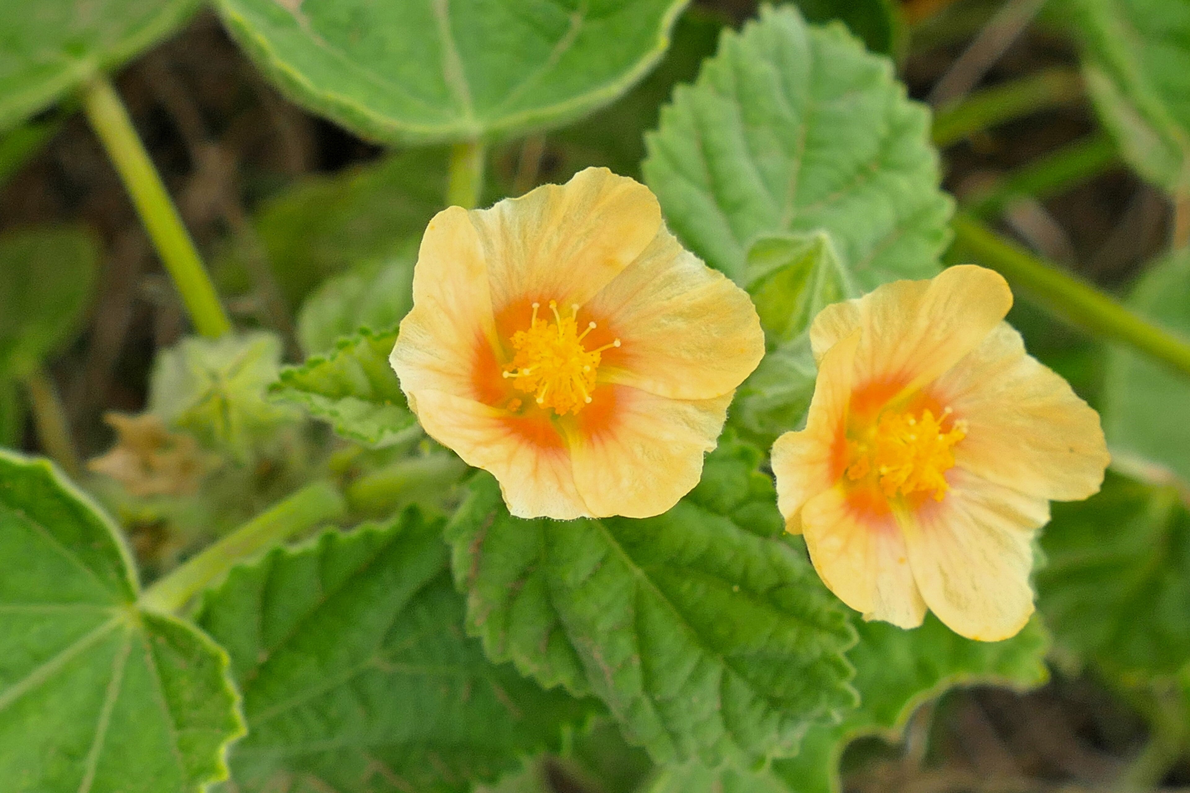 100 COUNTRY MALLOW (Bala / Flannel Weed) Sida Cordifolia Flower Seeds –  Seedville USA