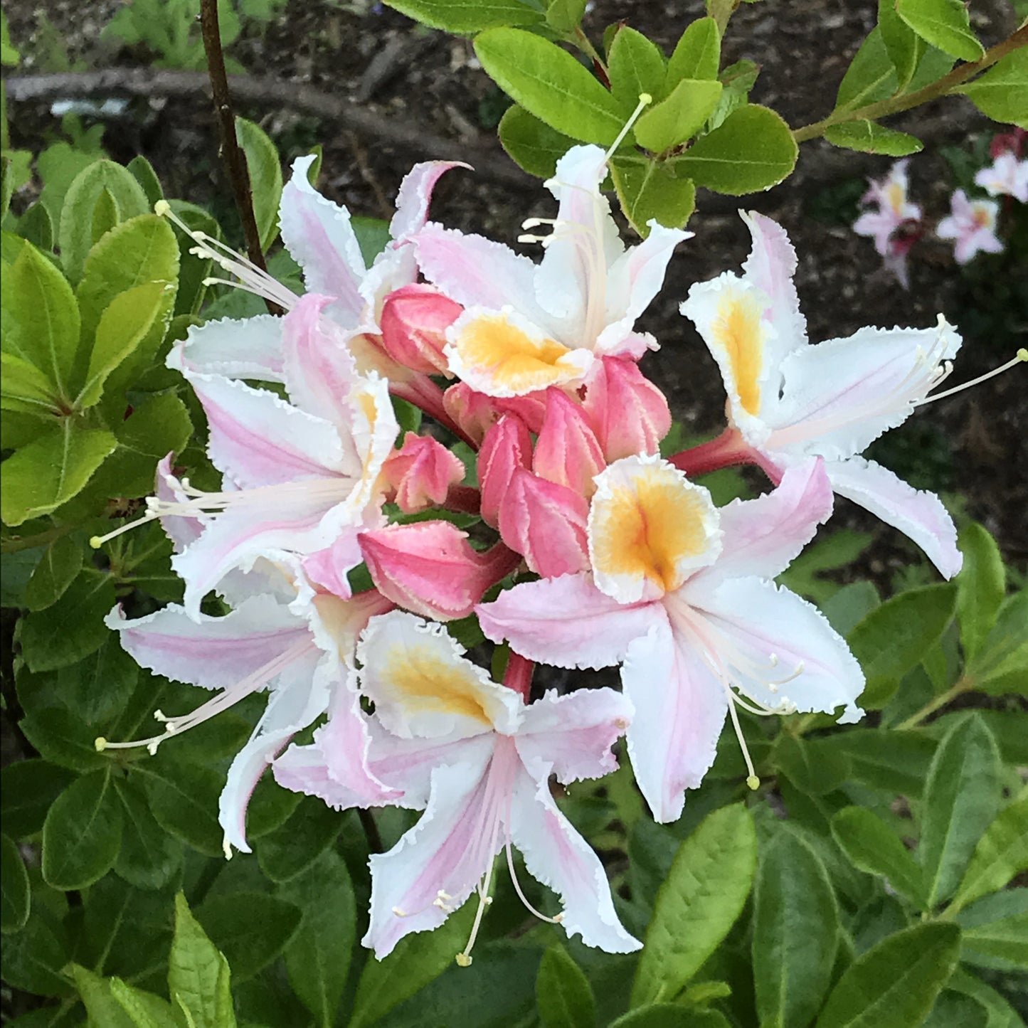 20 WESTERN AZALEA Pink White Yellow Shrub Flower Rhododendron Occidentale Seeds