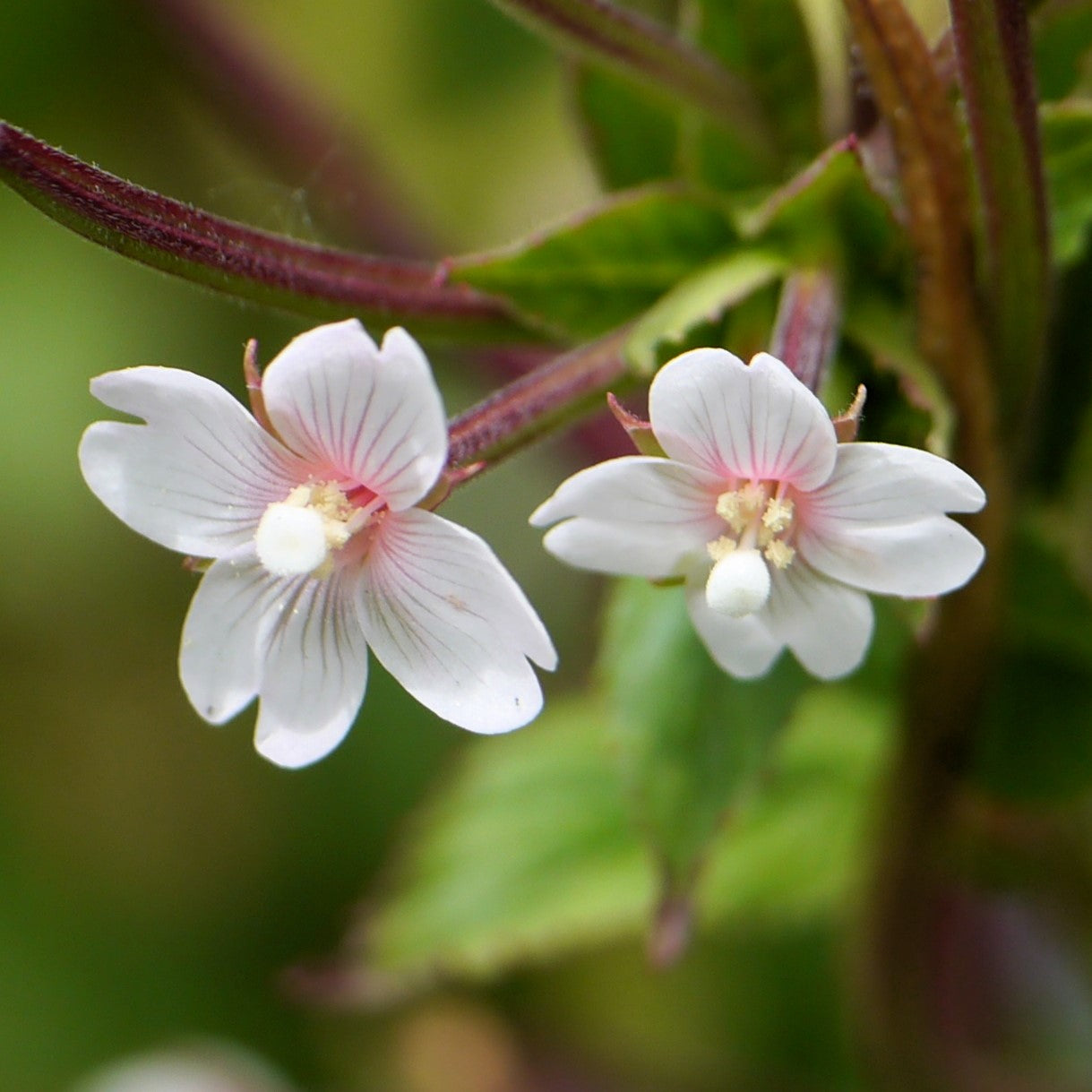 cinnamon plant seeds 100 CINNAMON WILLOWHERB Eastern Purpleleaf Epilobium Coloratum Flower – Seedville USA