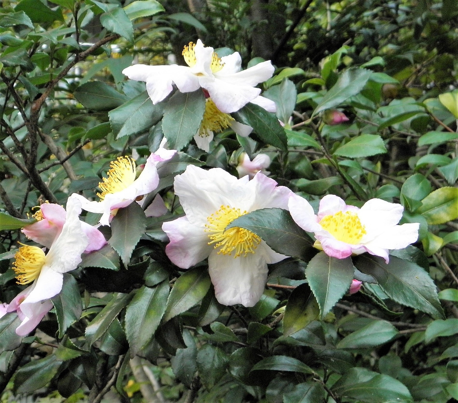 green tea plant seeds for sale 5 TEA PLANT Black & Green Drinking Tea Camellia Sinensis Evergreen Tree Shrub Flower Seeds