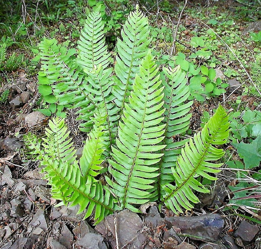 1500 Western SWORD FERN Giant Holly Swordfern Polystichum Munitum Aspi –  Seedville USA