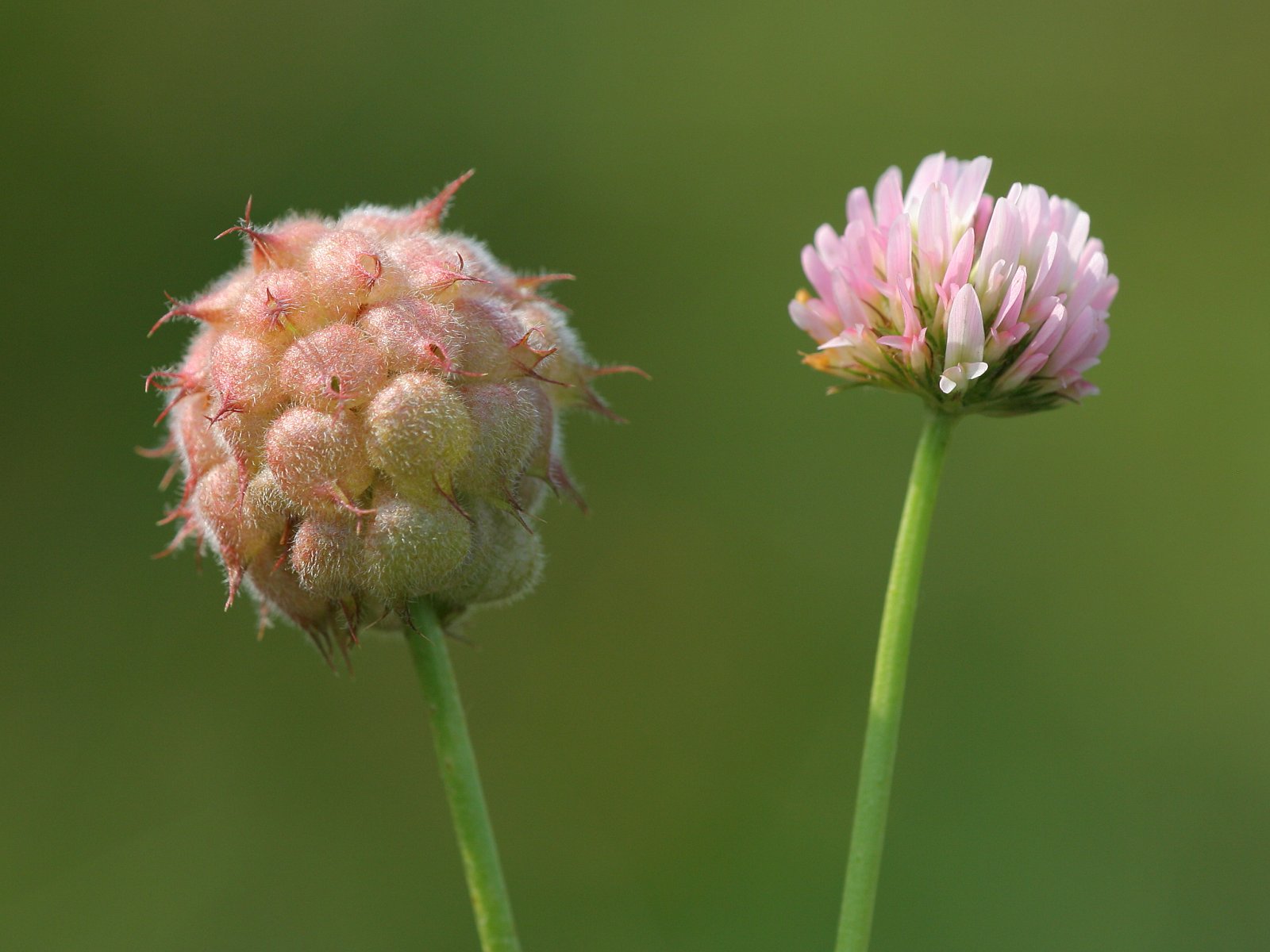 strawberry clover seed 300 STRAWBERRY HEADED CLOVER Palestine Trifolium Fragiferum Pink Flower Seeds