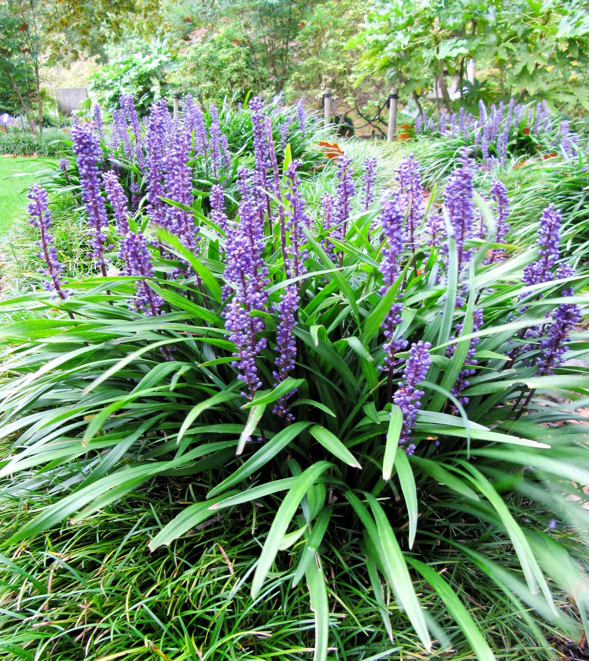 planting monkey grass seeds 5 LILYTURF Liriope Muscari aka Big Blue Lily Turf / Monkey Grass Flower Seeds