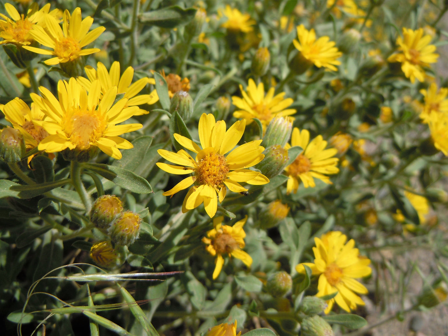 100 HAIRY GOLDEN ASTER Chrysopsis Heterotheca Villosa Herb Yellow Flower Seeds