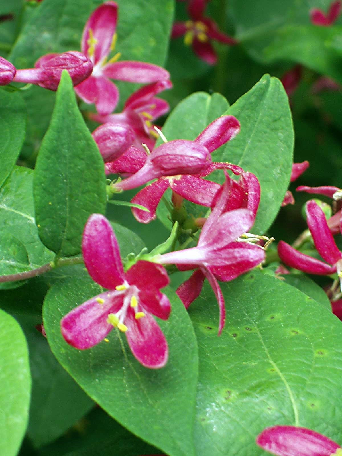 50 Tatarian Asian HONEYSUCKLE Lonicera Tatarica Pink Flower Shrub Bush Seeds