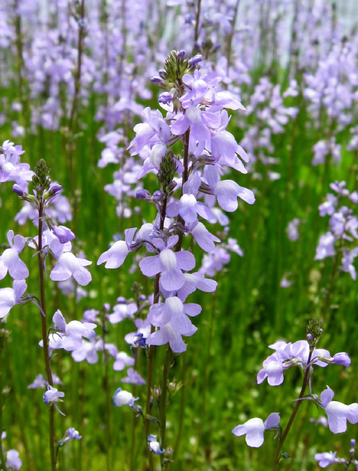 canadian flower seeds 100 BLUE TOADFLAX Linaria Canadensis Antirrhinum Canadian Flower Seeds