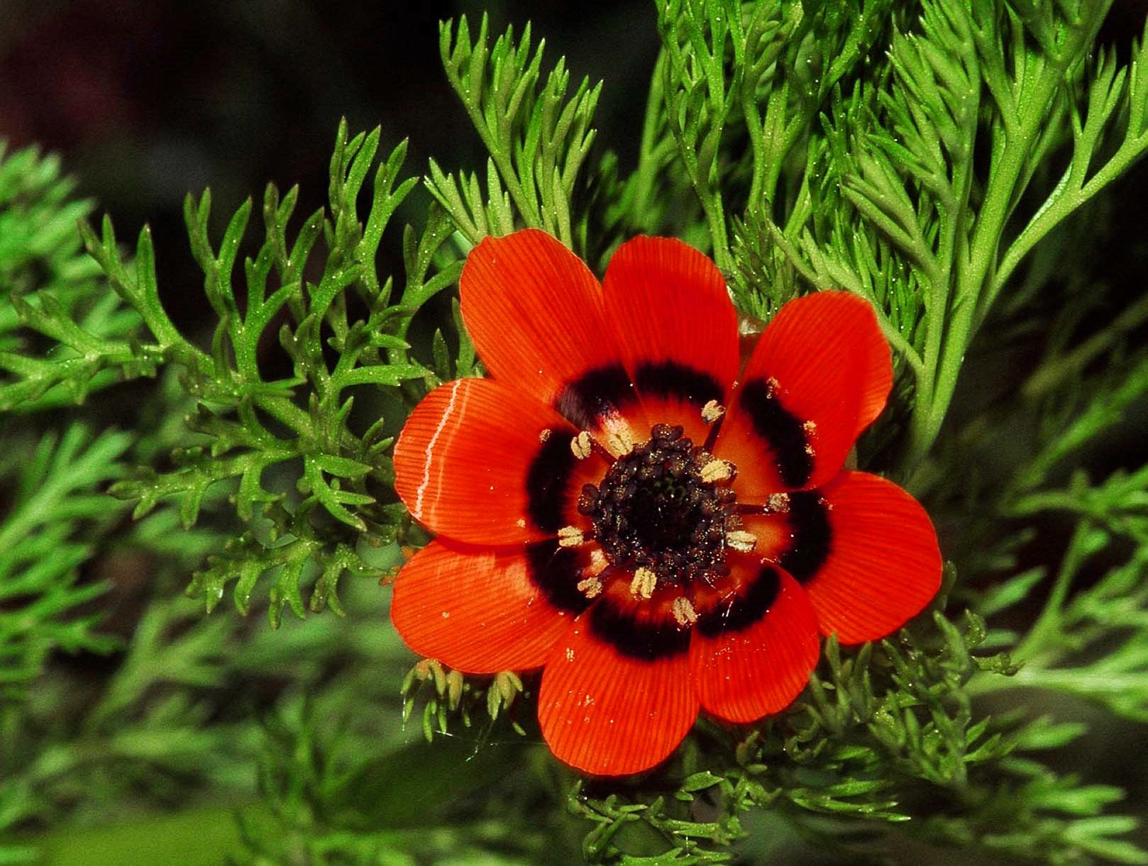 red flower with black seeds 10 ADONIS PHEASANTS EYE Adonis Aestivalis Red & Black Flower Seeds