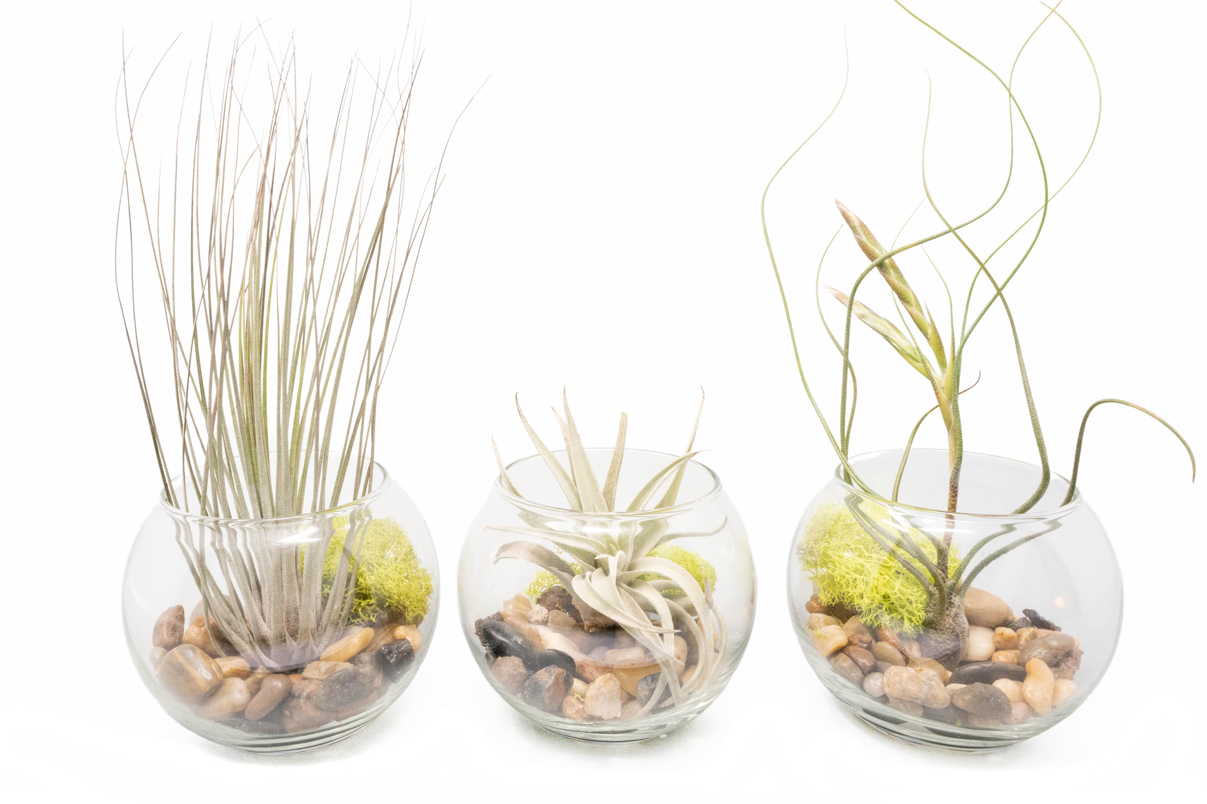 air plant butzii Complete Bubble Trio Terrariums with Tillandsia Juncea, Butzii, and Ha – Seedville USA