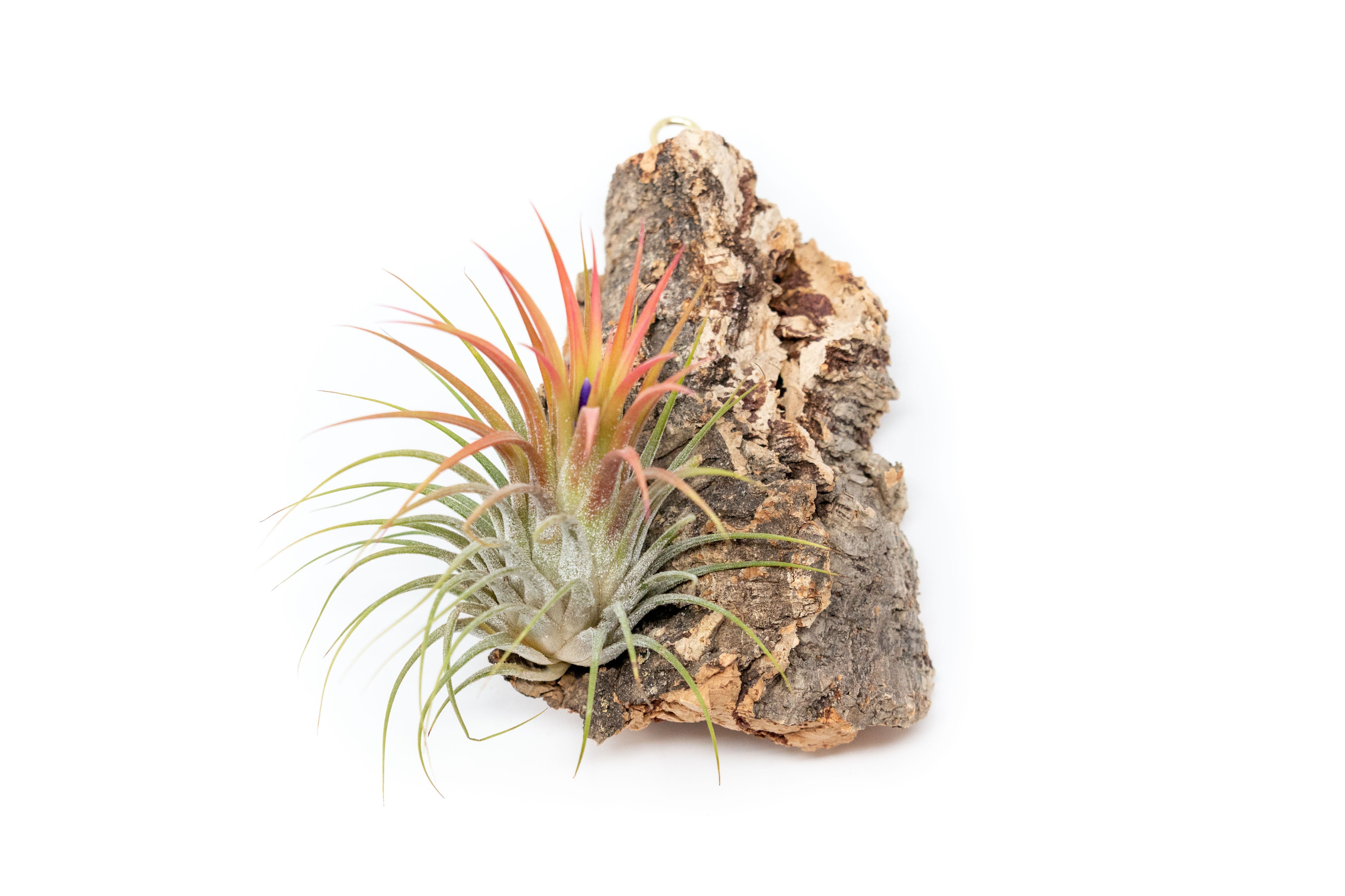 air plant cork Cork Bark Chunk Display with Assorted Tillandsia Air Plant