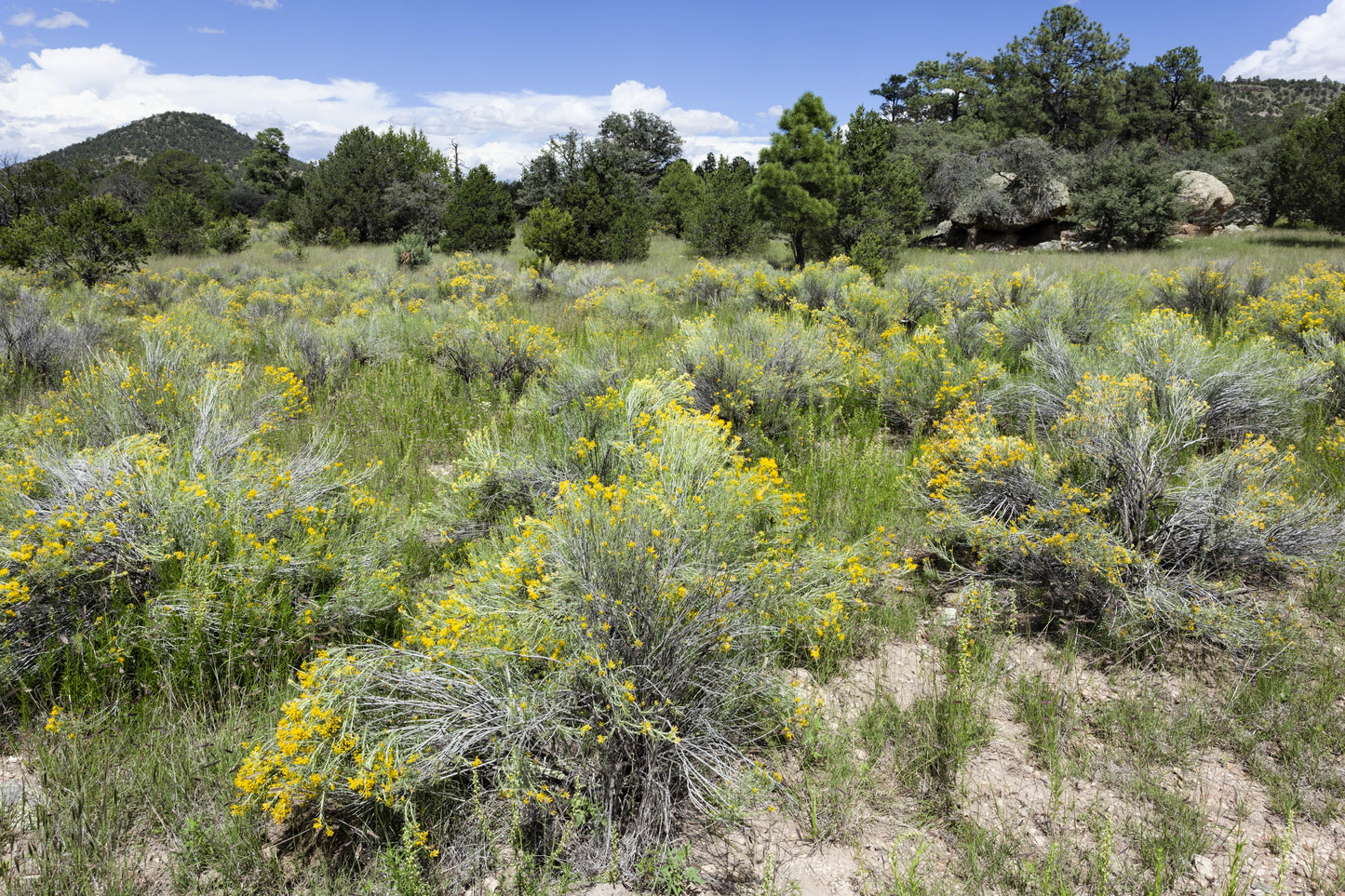 500 BEACH WORMWOOD Artemisia Campestris Caudata Silvermound Red Sagewort Herb Flower Seeds