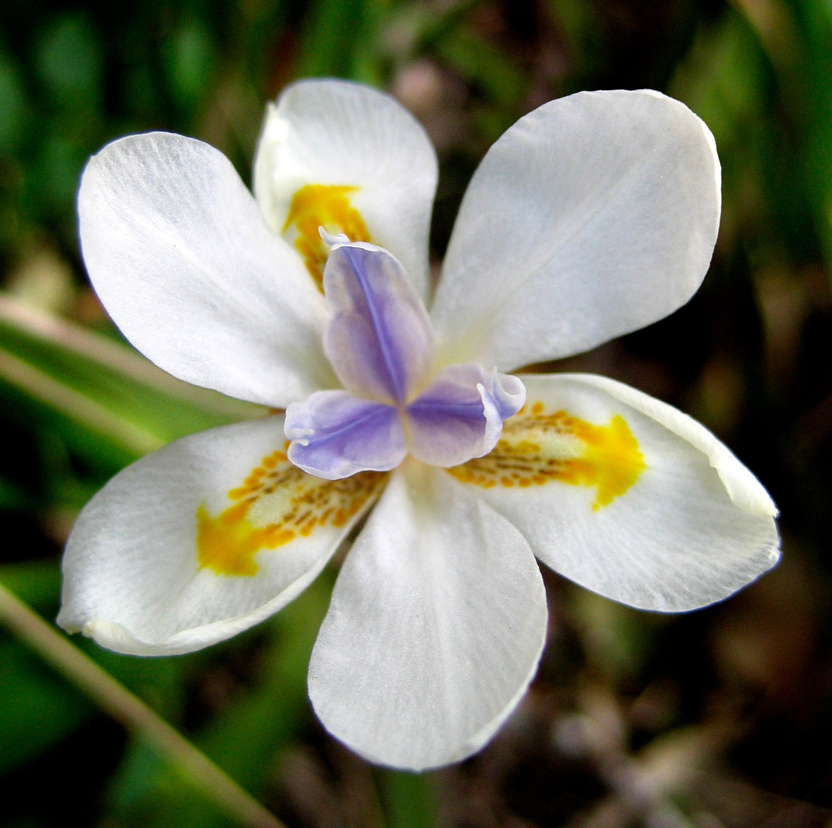 white iris lily 25 WHITE AFRICAN IRIS Fortnight Lily Dietes Iridioides Vegeta aka Cape or Butterfly Iris Yellow Purple Flower Seeds