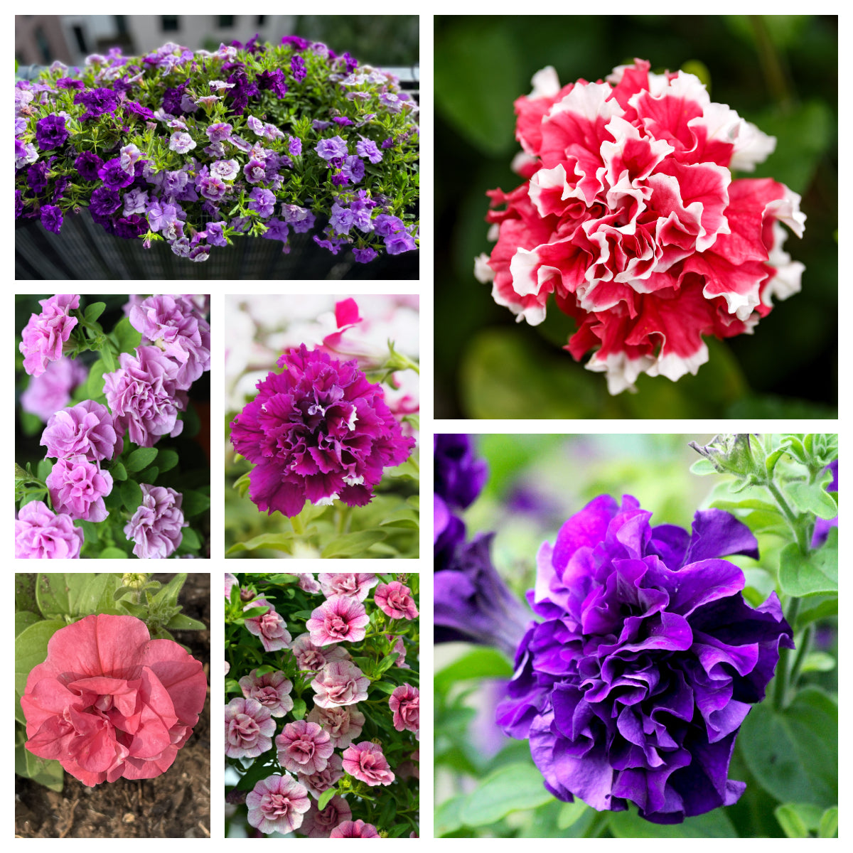 double petunia flower seeds 20 DOUBLE MIX PETUNIA Floribunda Red Pink Purple Flower Seeds
