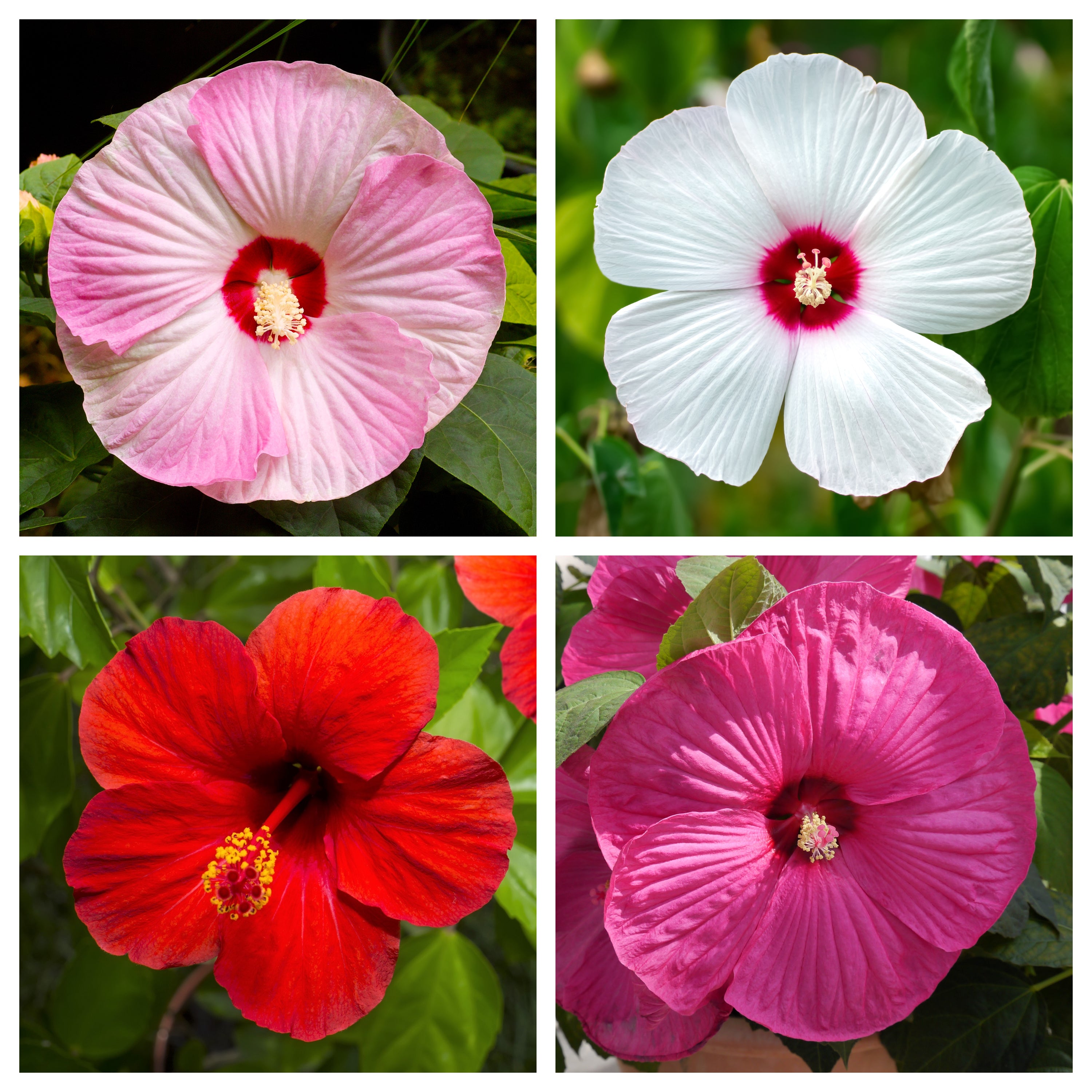 25 MIXED LUNA HIBISCUS Moscheutos Hardy Mixed Colors - Red, Hot