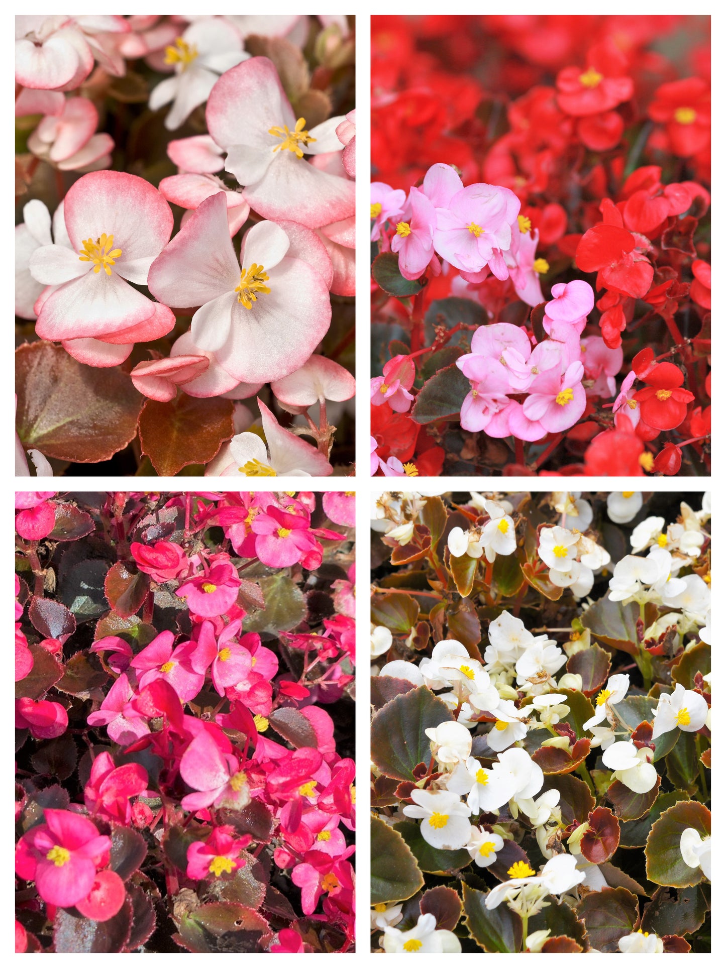 25 WAX MIXED BEGONIA Semperflorens Fibrous Mixed Colors Red Pink White Two Tone Shade Flower Seeds