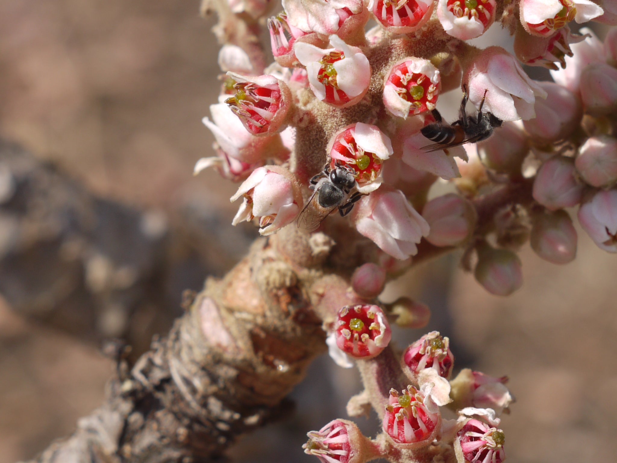 FRANKINCENSE SERRATA