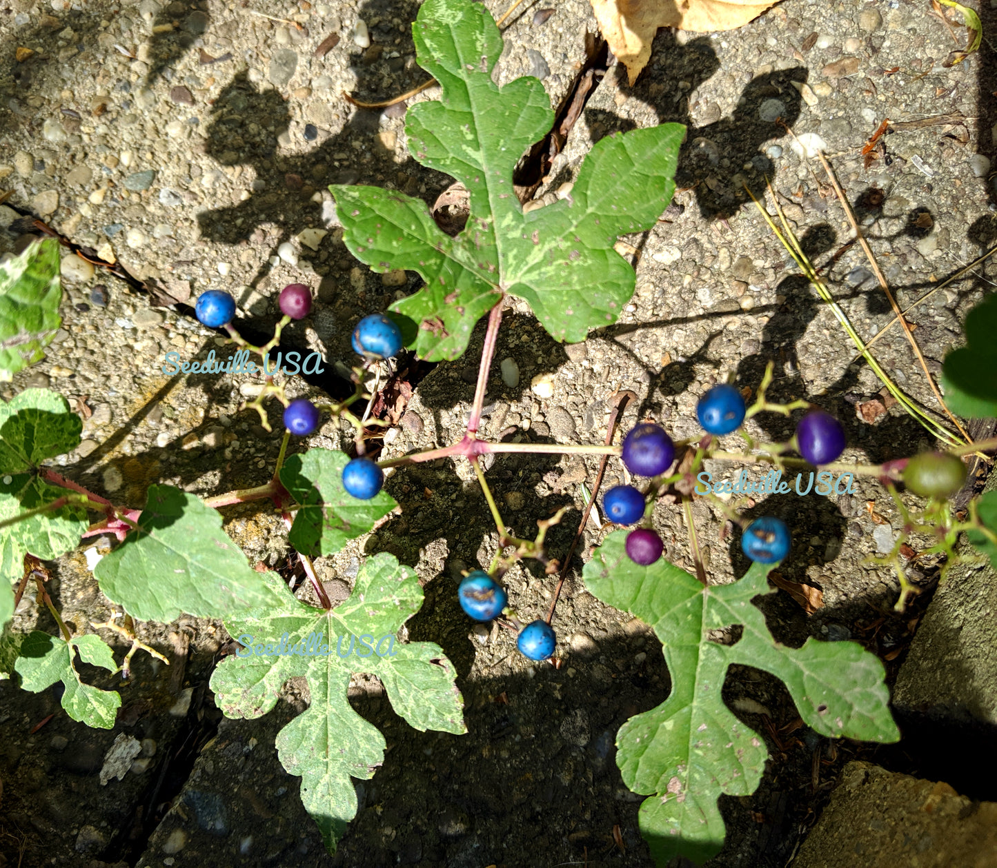 10 Variegated PORCELAIN BERRY VINE Ampelopsis Brevipedunculata Elegans Ampelopsis Glandulosa Amur Peppervine Blue Pink Purple Berries Seeds