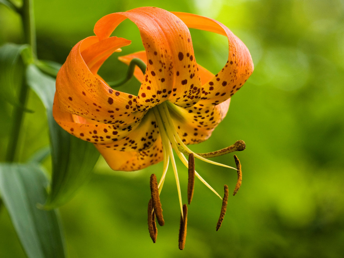 20 Orange TURKS CAP Tiger LILY Lilium Superbum Heirloom Native Perennial Flower Seeds