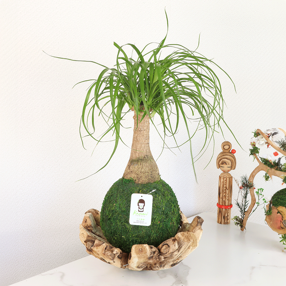 ball palm plant Ponytail Palm