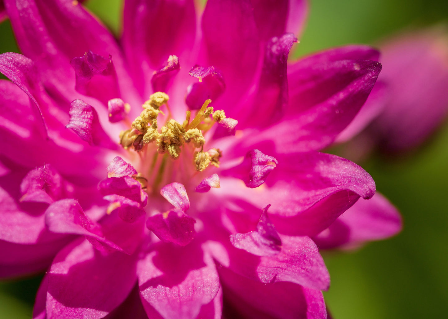 50 Clementine RED DOUBLE COLUMBINE Aquilegia Vulgaris Flower Seeds