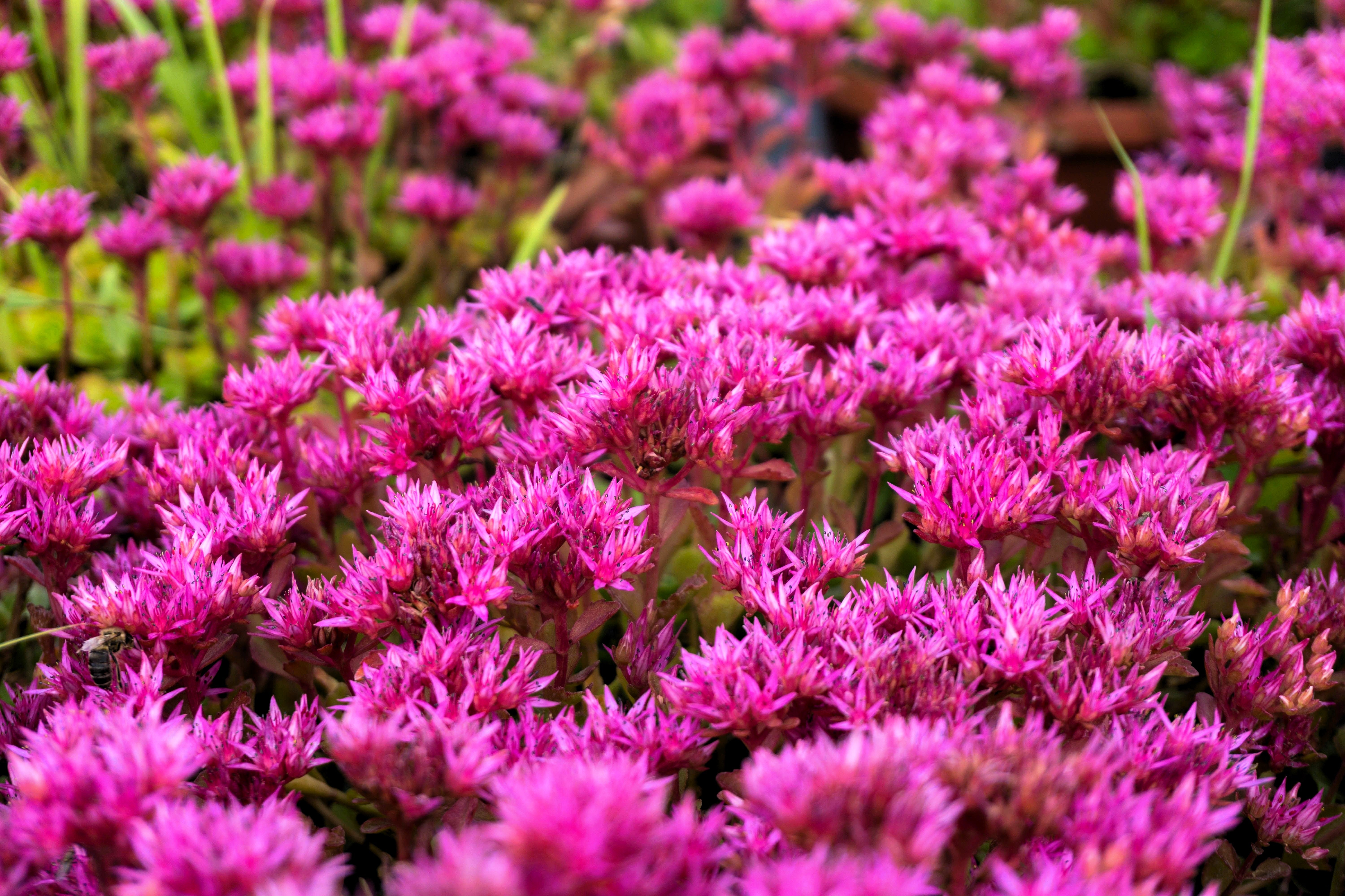 succulent ground cover purple flower 50 PURPLE CARPET SEDUM Spurium Coccineum Groundcover Flower Seeds – Seedville USA