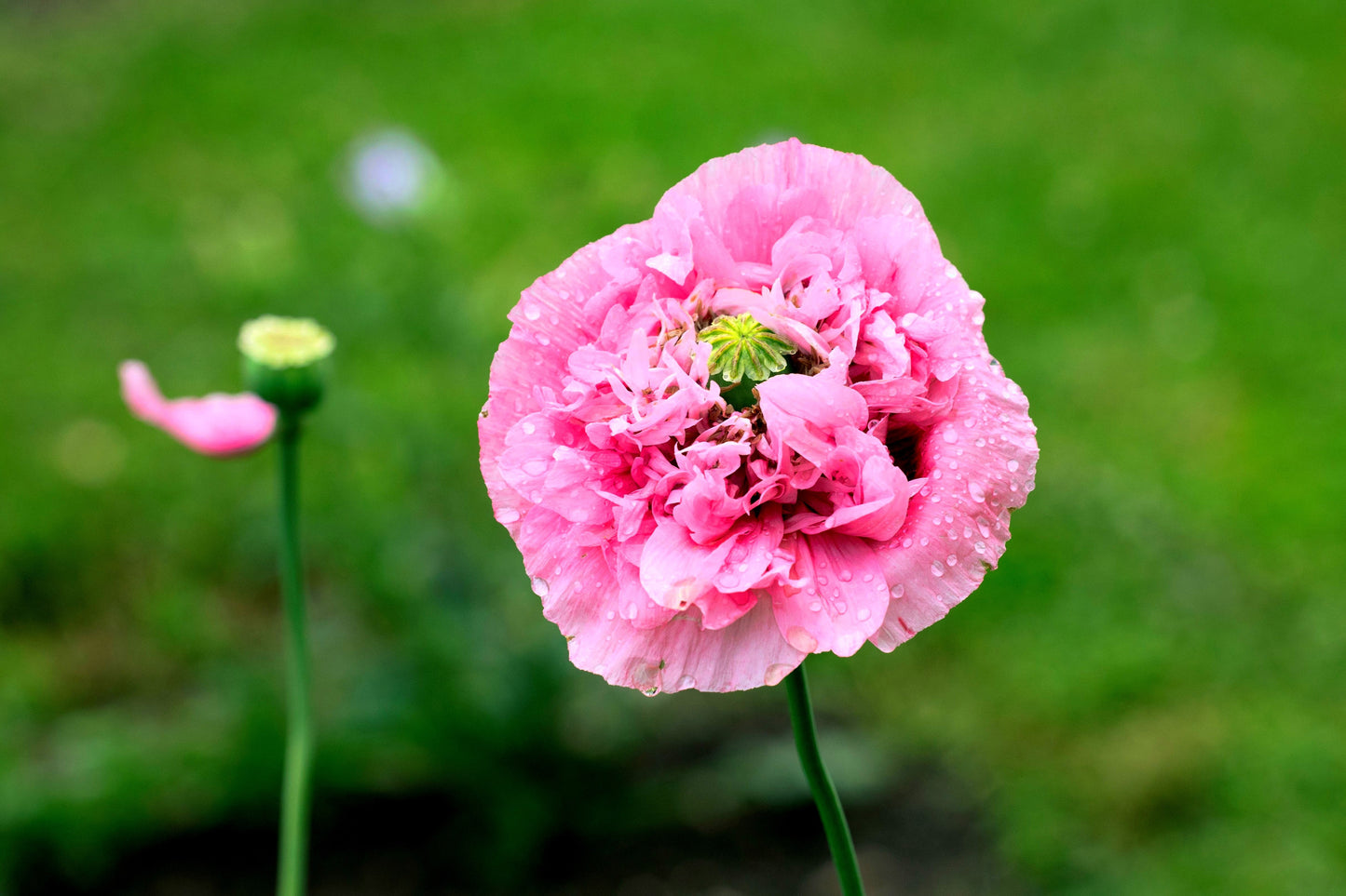 250 Bombast ROSE PEONY POPPY Papaver Peoniflorum Flower Seeds