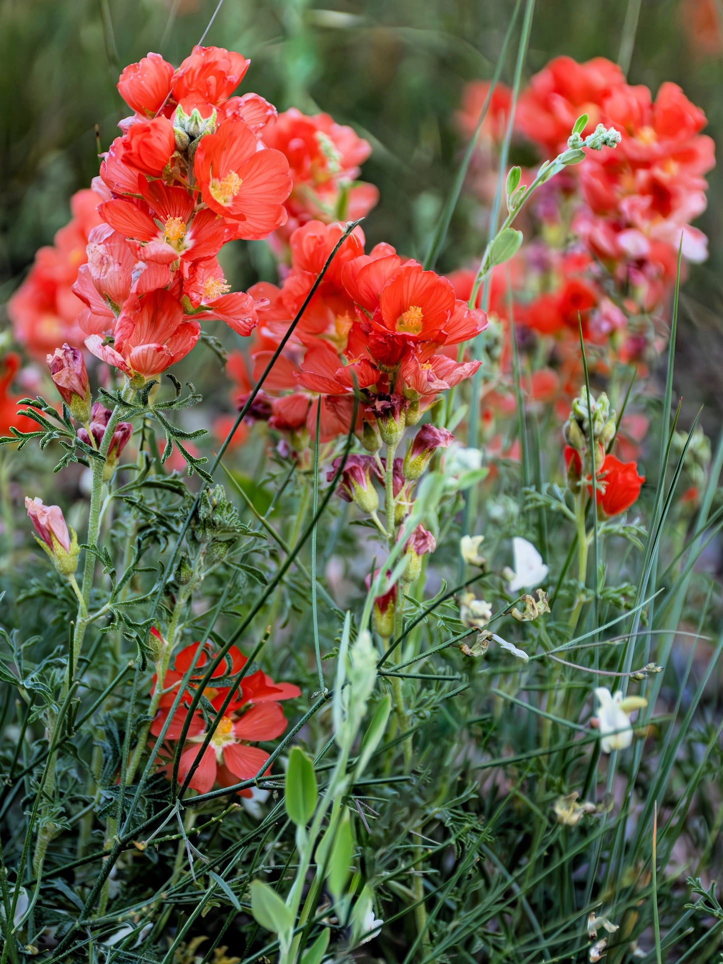 20 SCARLET GLOBEMALLOW Sphaeralcea Coccinea Cowboy's Delight Native Red Prairie Mallow Flower Seeds