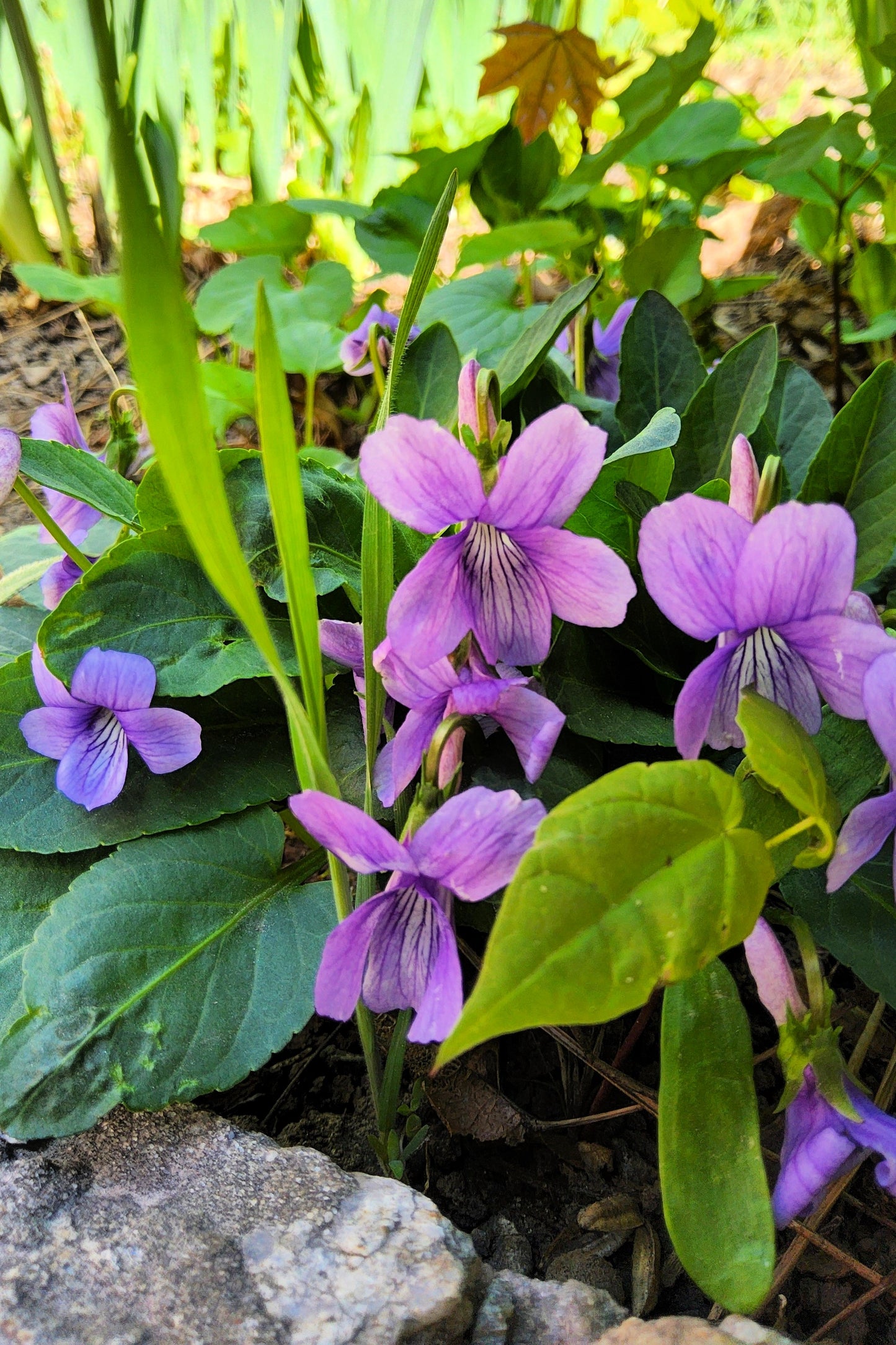 100 PRAIRIE VIOLET PURPLE Viola Pedatifida Palmata Flower Seeds