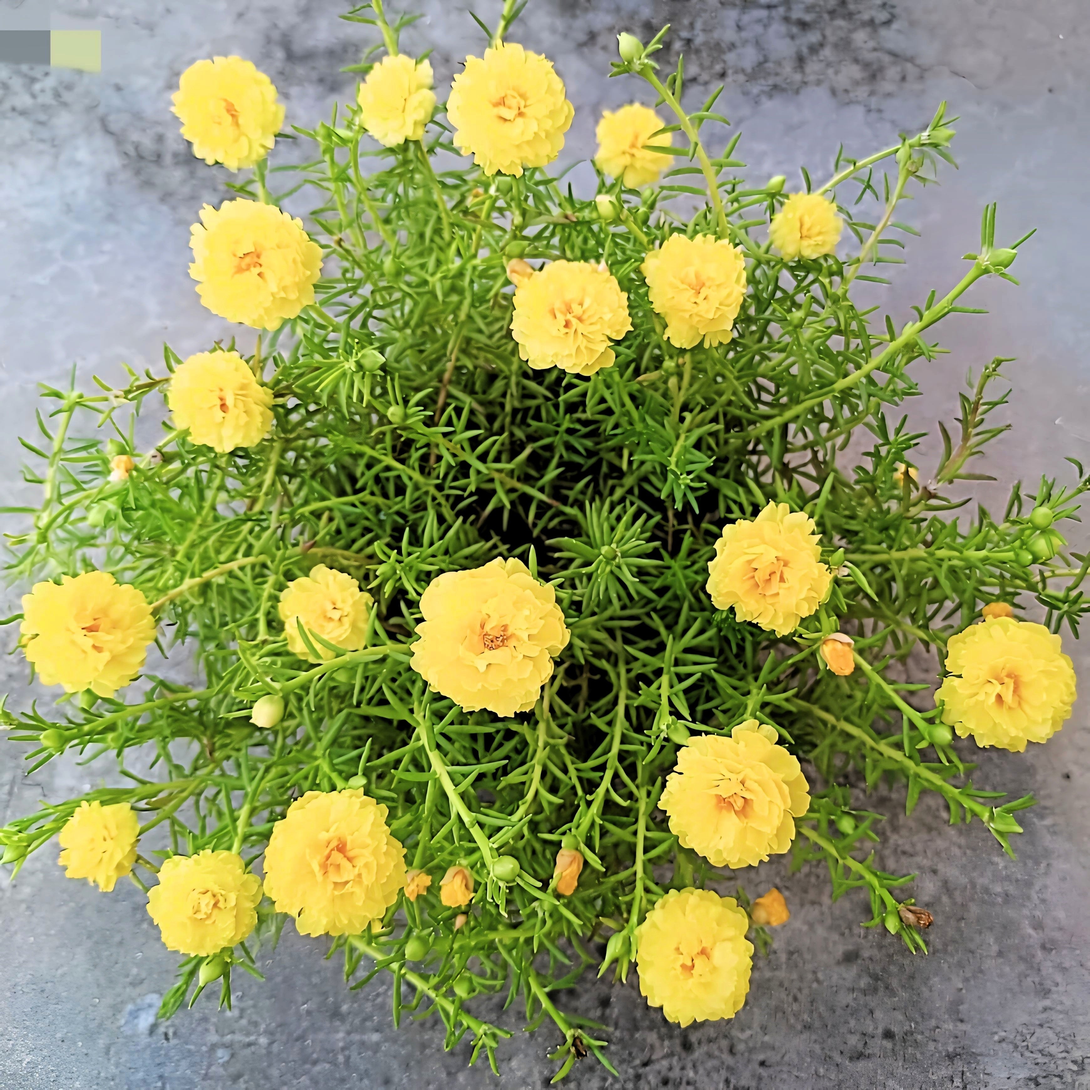 portulaca succulent varieties 100 Yellow PORTULACA MOSS ROSE Portulaca Grandiflora Succulent Flower – Seedville USA