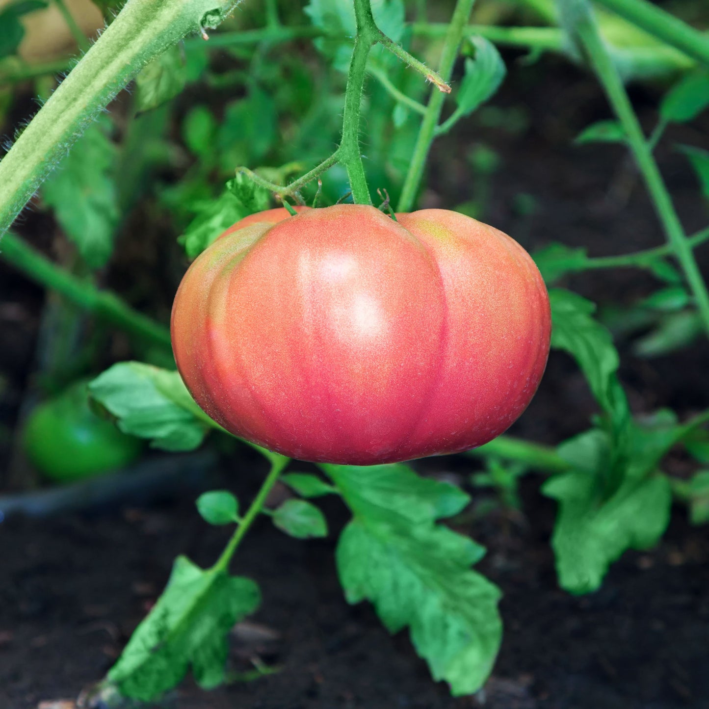 50 Giant BELGIAN PINK TOMATO Huge Pink Skin Lycopersicon Fruit Vegetable Seeds