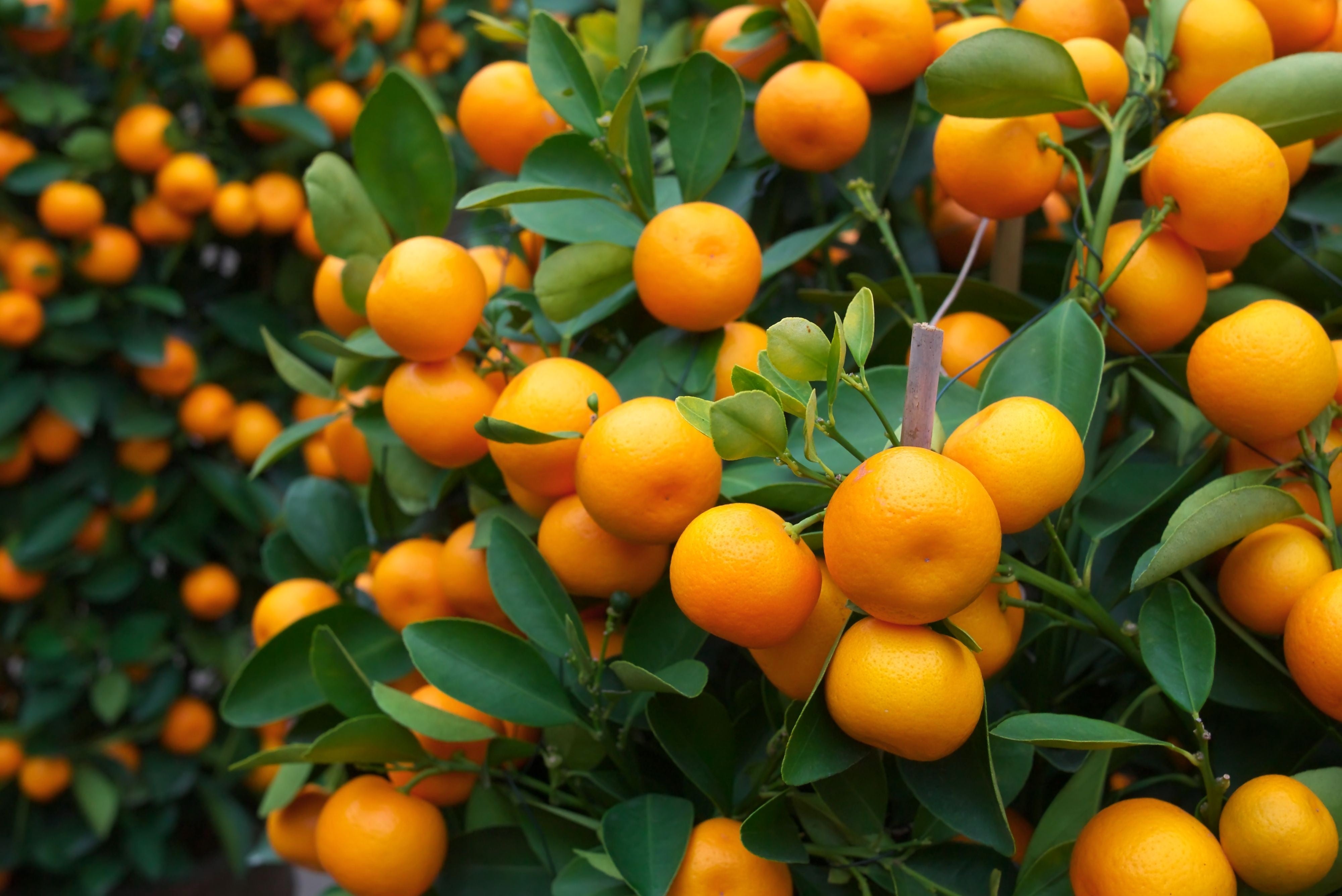 plant tangerine seeds 20 TANGERINE Mandrin Orange Citrus Reticulata Fruit Tree Seeds