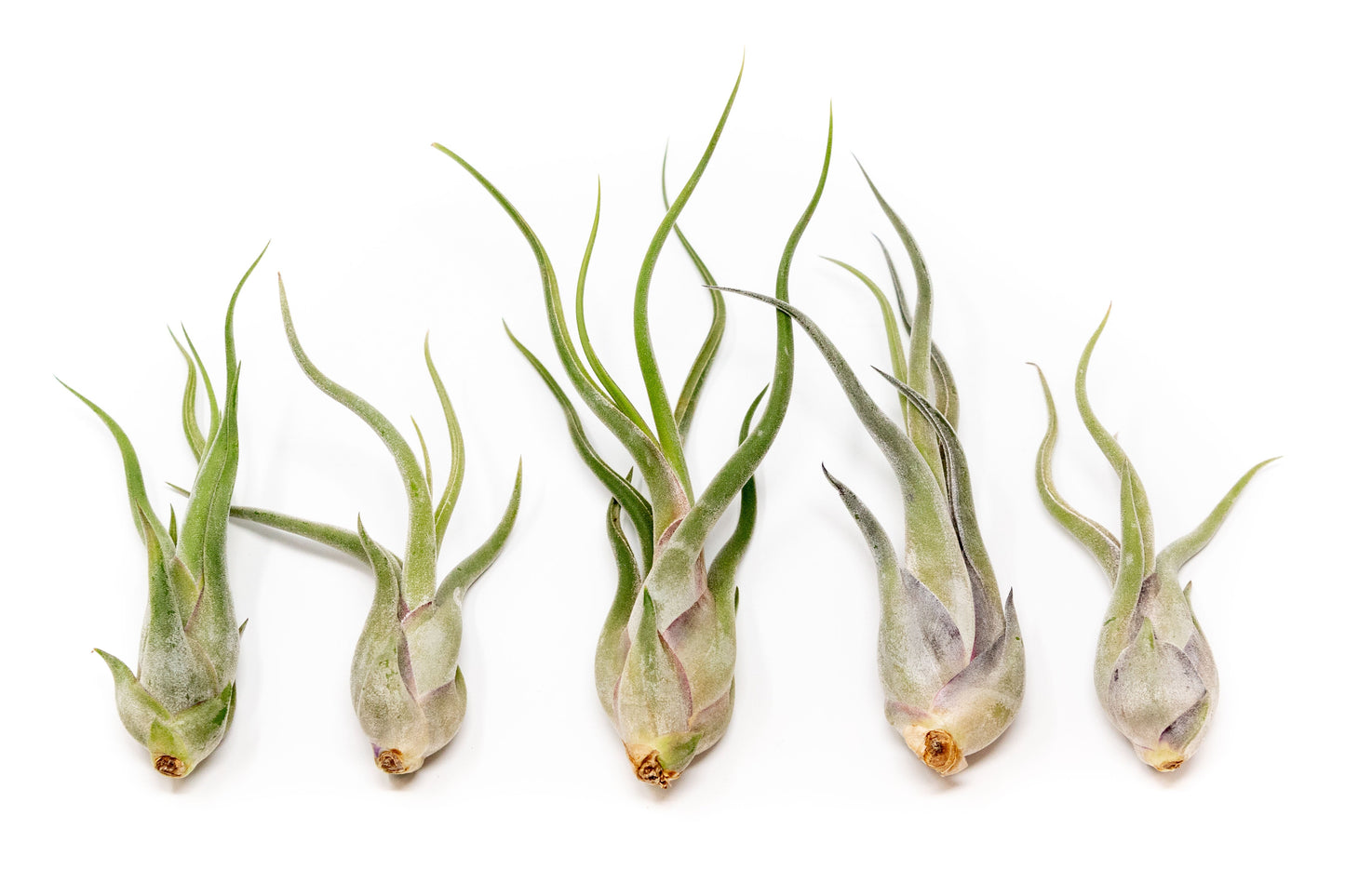 BLOOM SALE - Tillandsia Caput Medusae Air Plants - Set of 10 or 20 - 70% Off