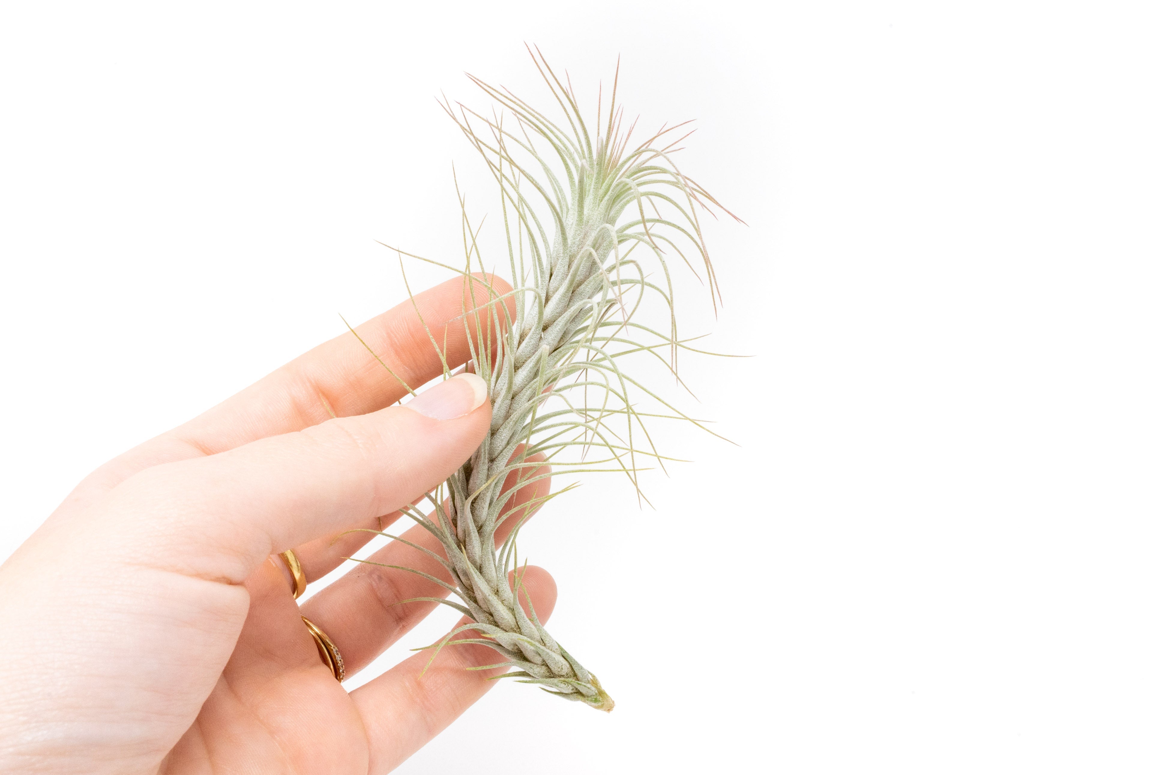dried air plant Tillandsia Funckiana Air Plants – Seedville USA