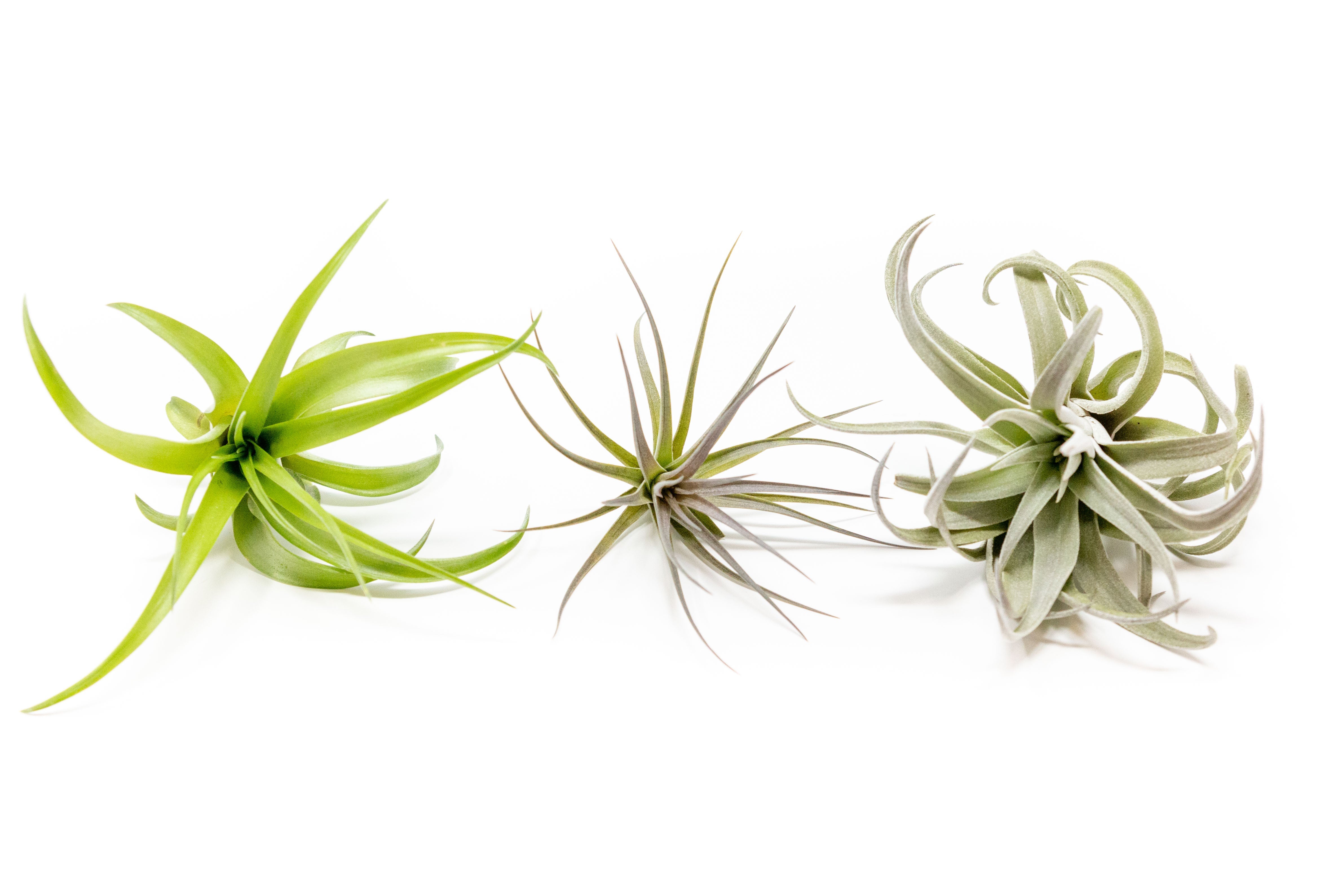 air plant collection SALE - The Inca Collection of Tillandsia Air Plants