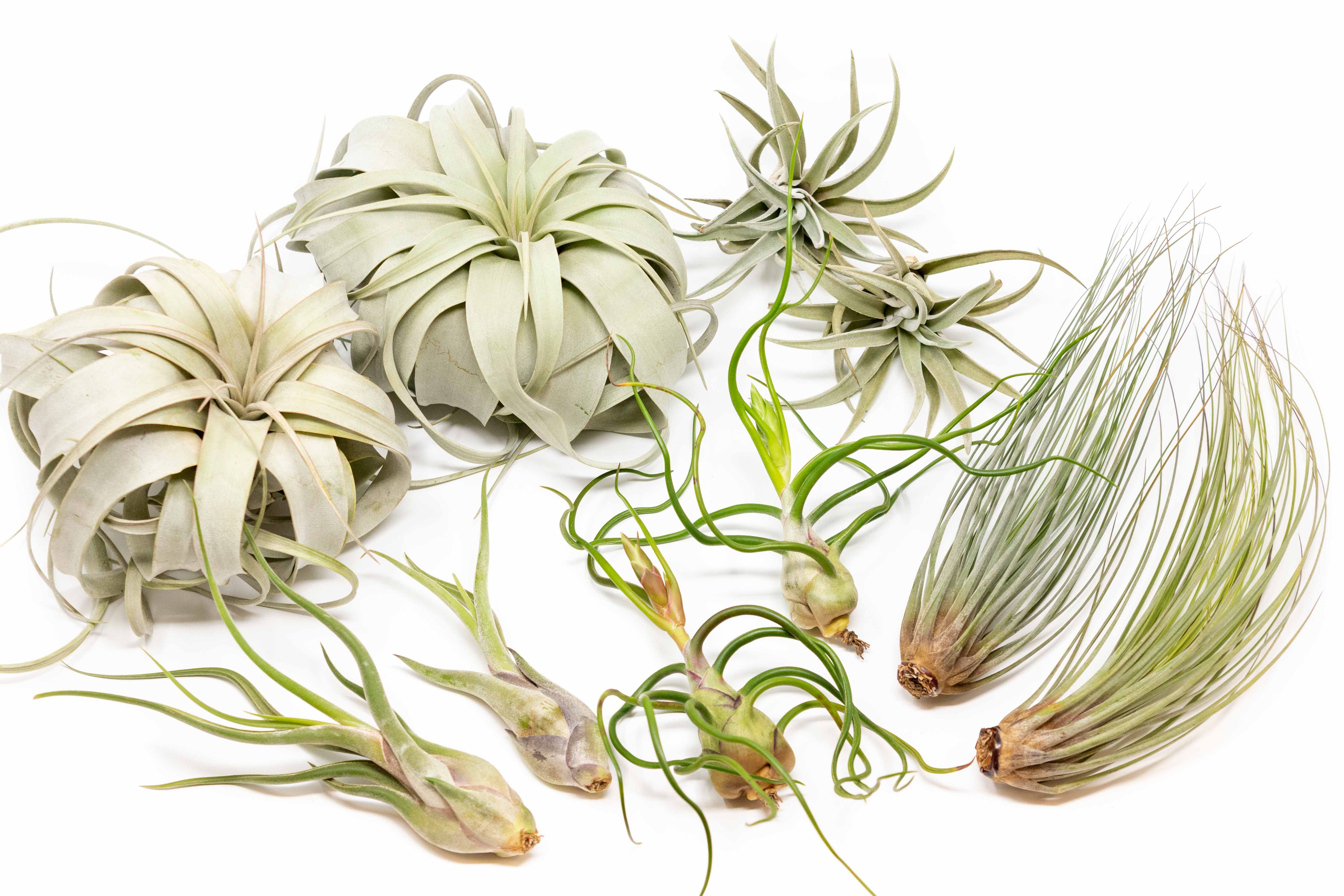 large tillandsia air plant SALE - Large Tillandsia Air Plant Variety - Set of 10, 15, or 20