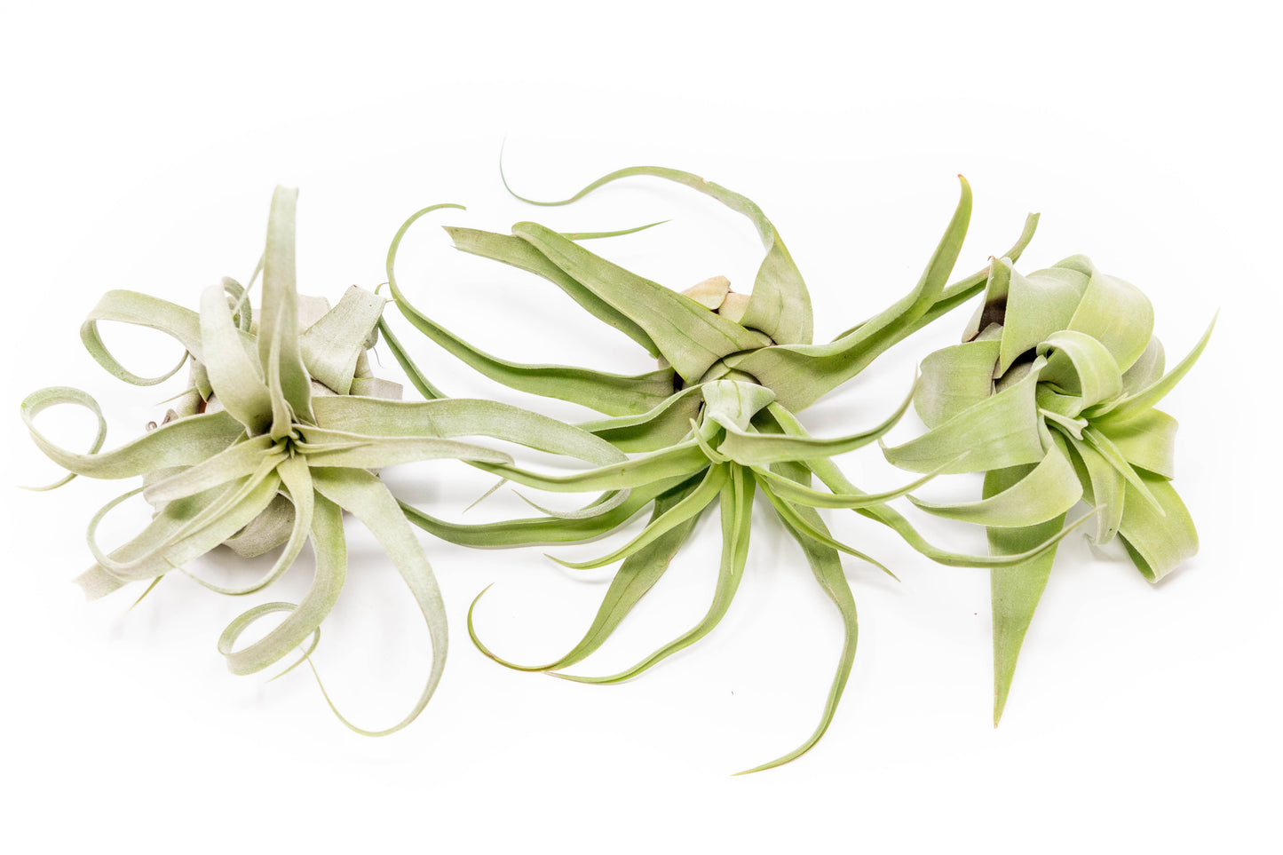 SALE - Tillandsia Streptophylla Air Plants - Set of 3 or 6 - 30% Off