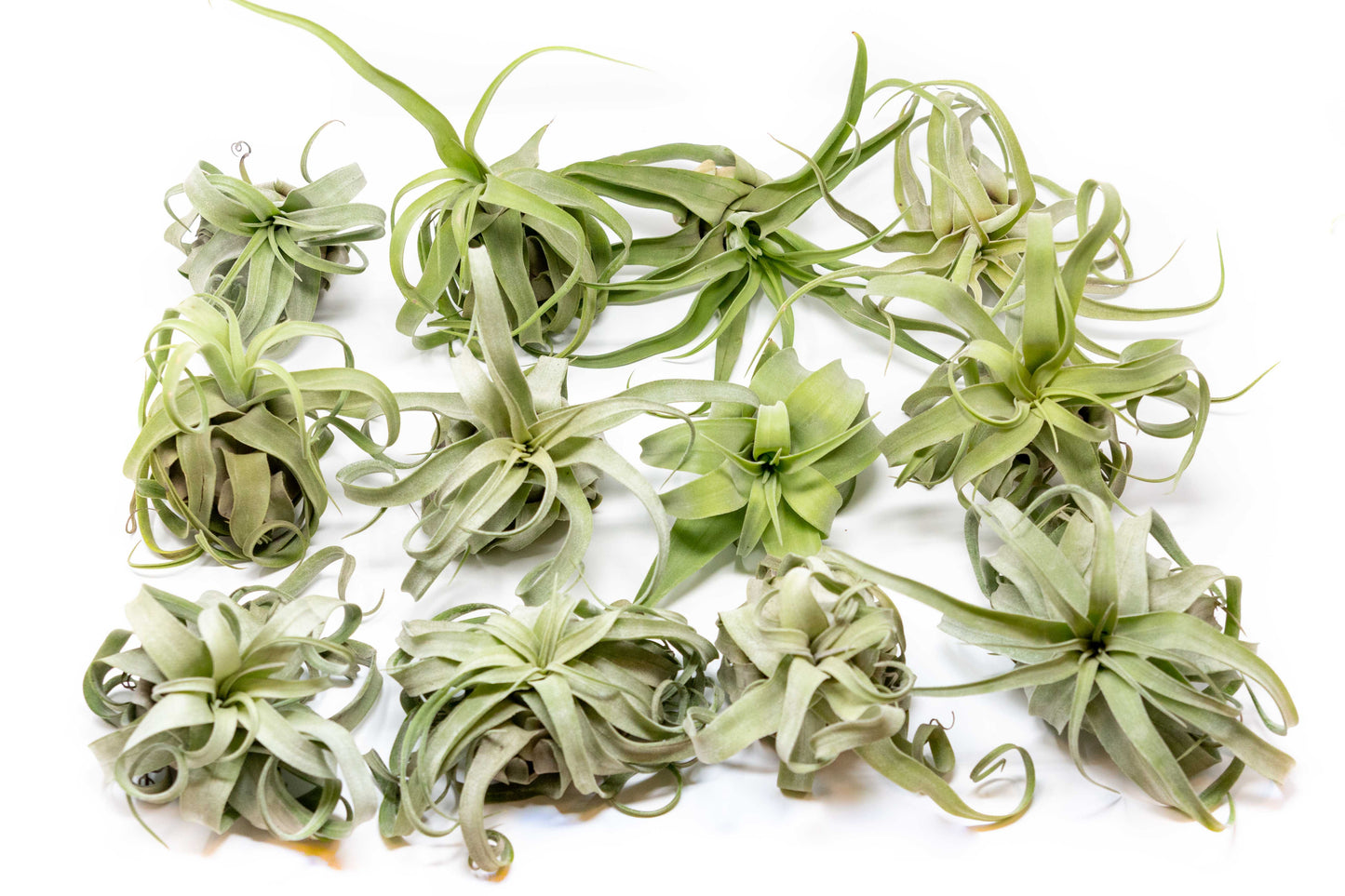 SALE - Tillandsia Streptophylla Air Plants - Set of 3 or 6 - 30% Off