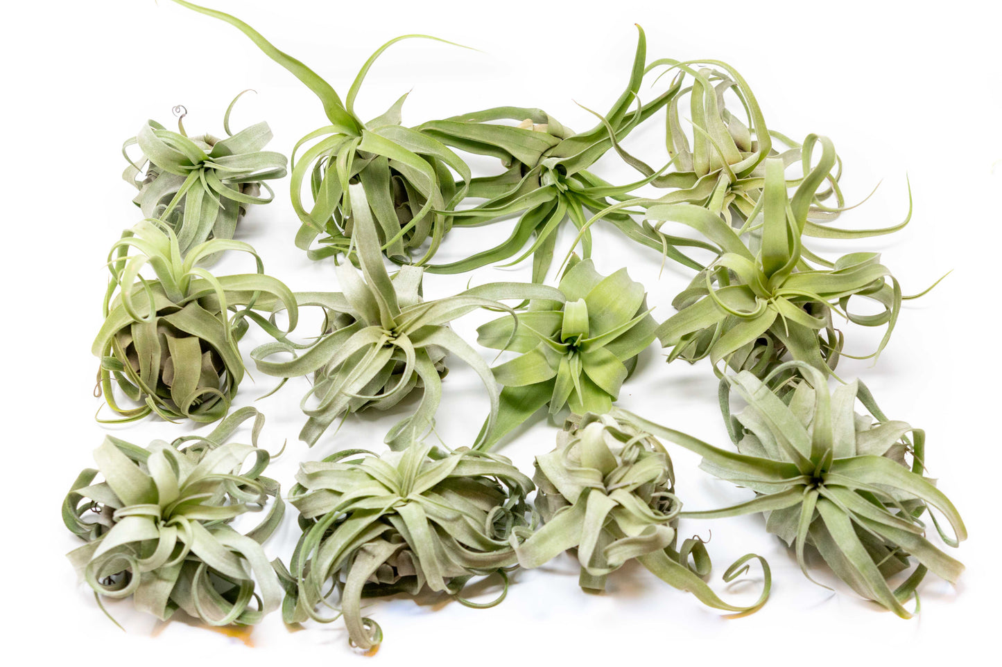 Tillandsia Streptophylla Air Plants - Multiple Sizes