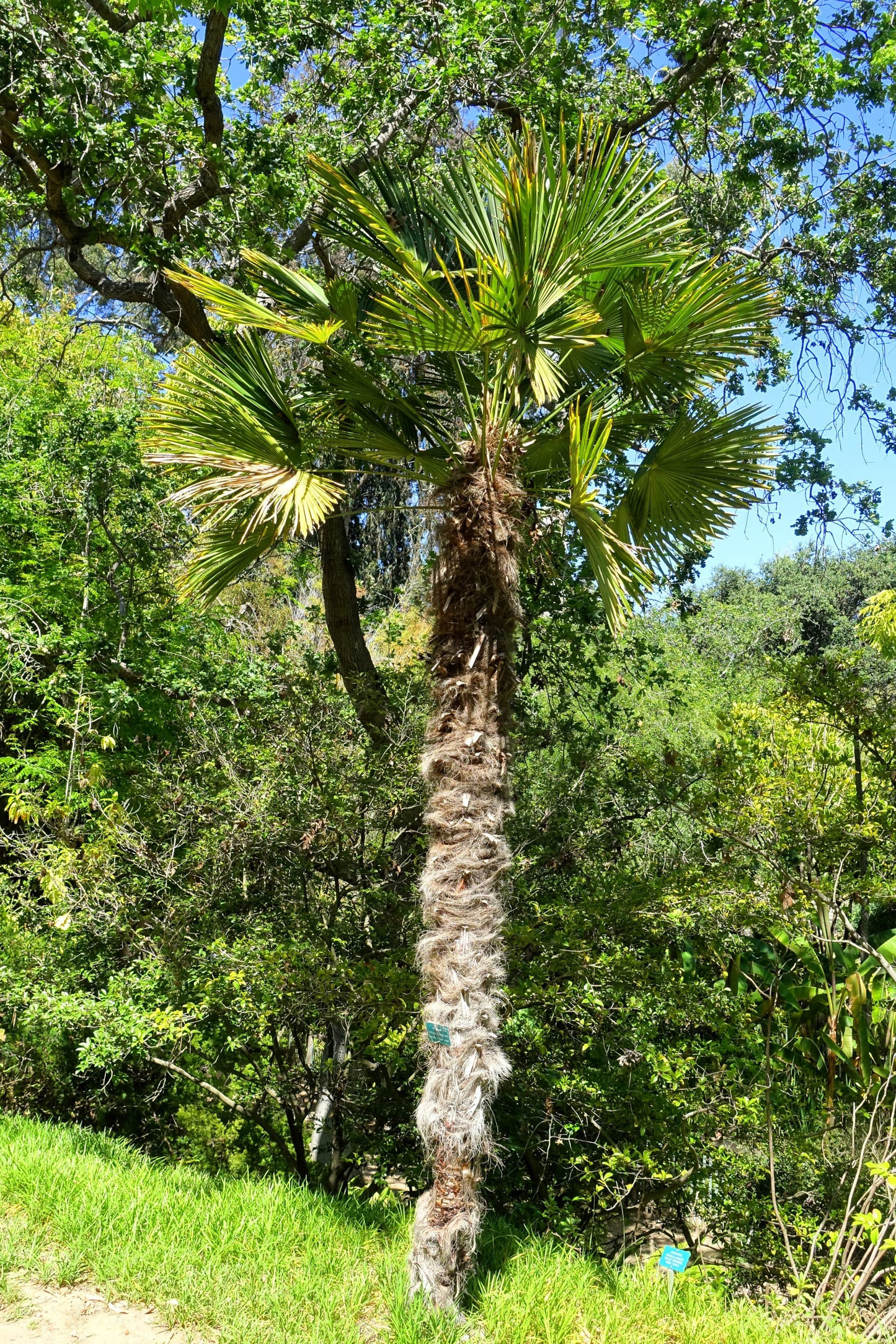 10 WAGNER WINDMILL PALM Dwarf Chusa Trachycarpus Fortunei Wagnerianus Tree Houseplant Seeds