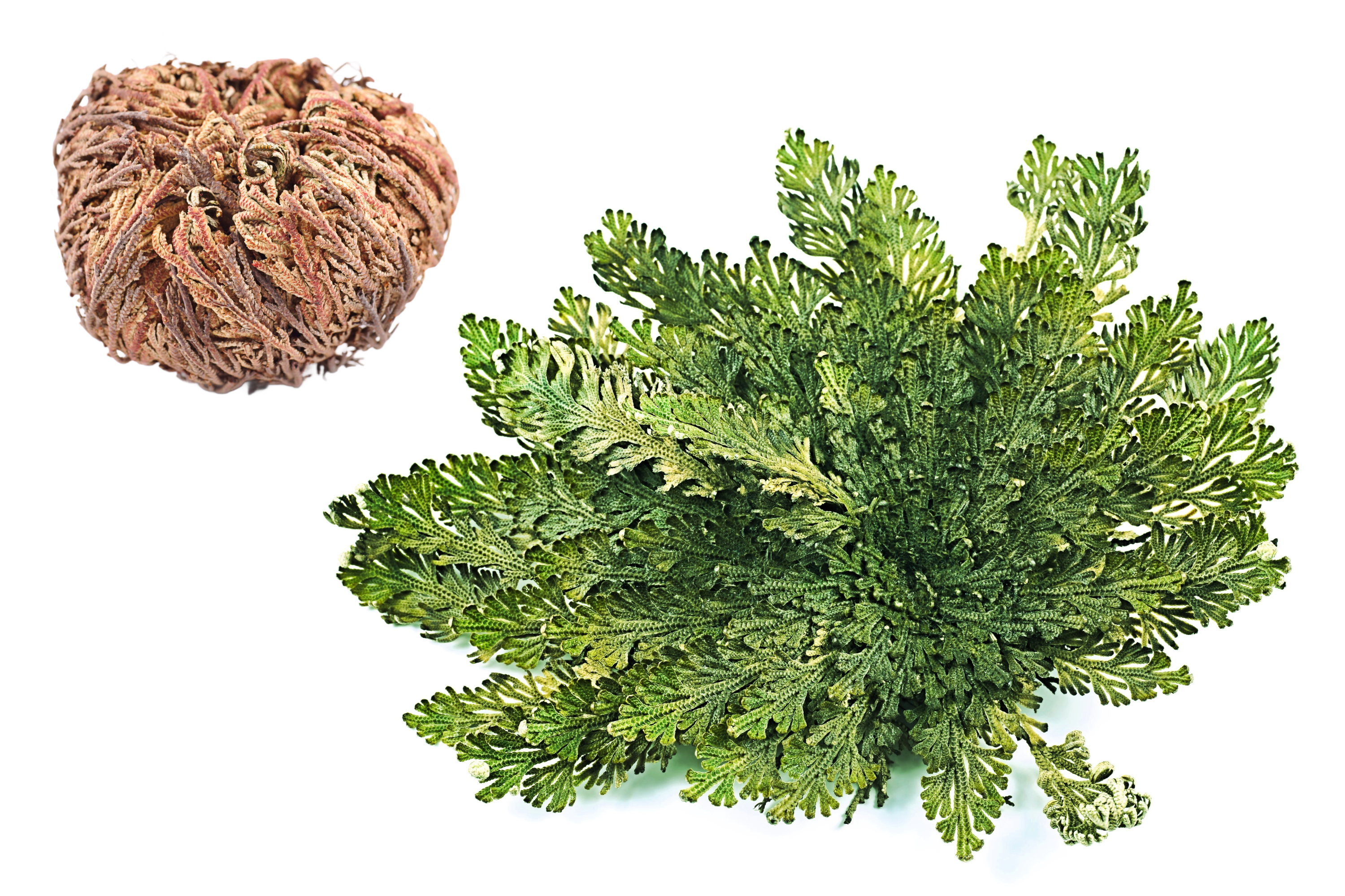 dinosaur air plant Live RESURRECTION PLANT Rose of Jericho Dinosaur Fern Miracle Air Hous – Seedville USA
