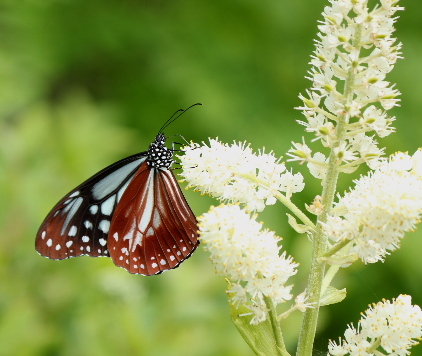 100 VIRGINIA BUNCHFLOWER LILY (White Hellebore / Corn Lily) Melanthium Virginicum Veratrum Flower Seeds