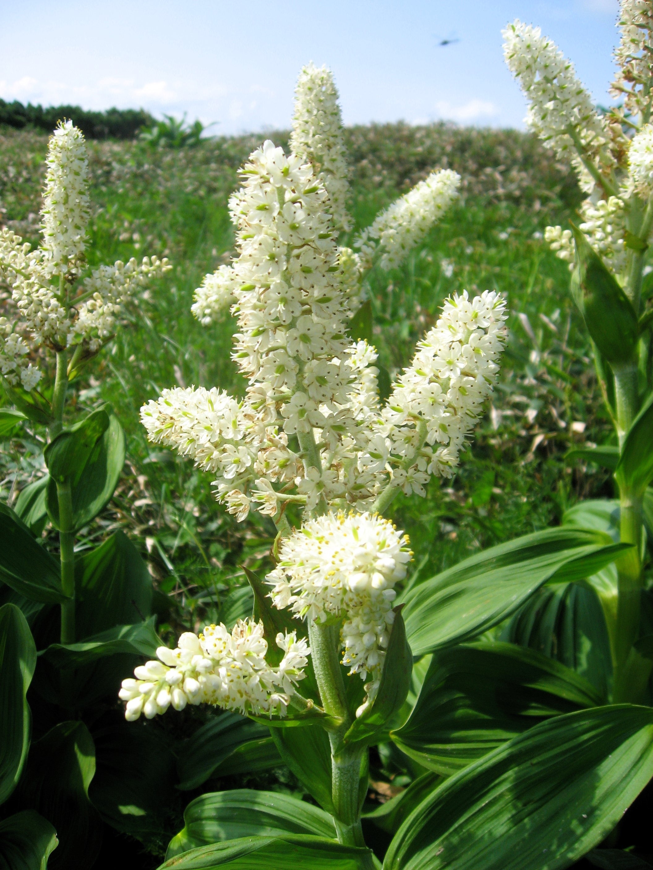 white corn lily 50 VIRGINIA BUNCHFLOWER LILY (White Hellebore / Corn Lily) Melanthium  Virginicum Veratrum Flower Seeds