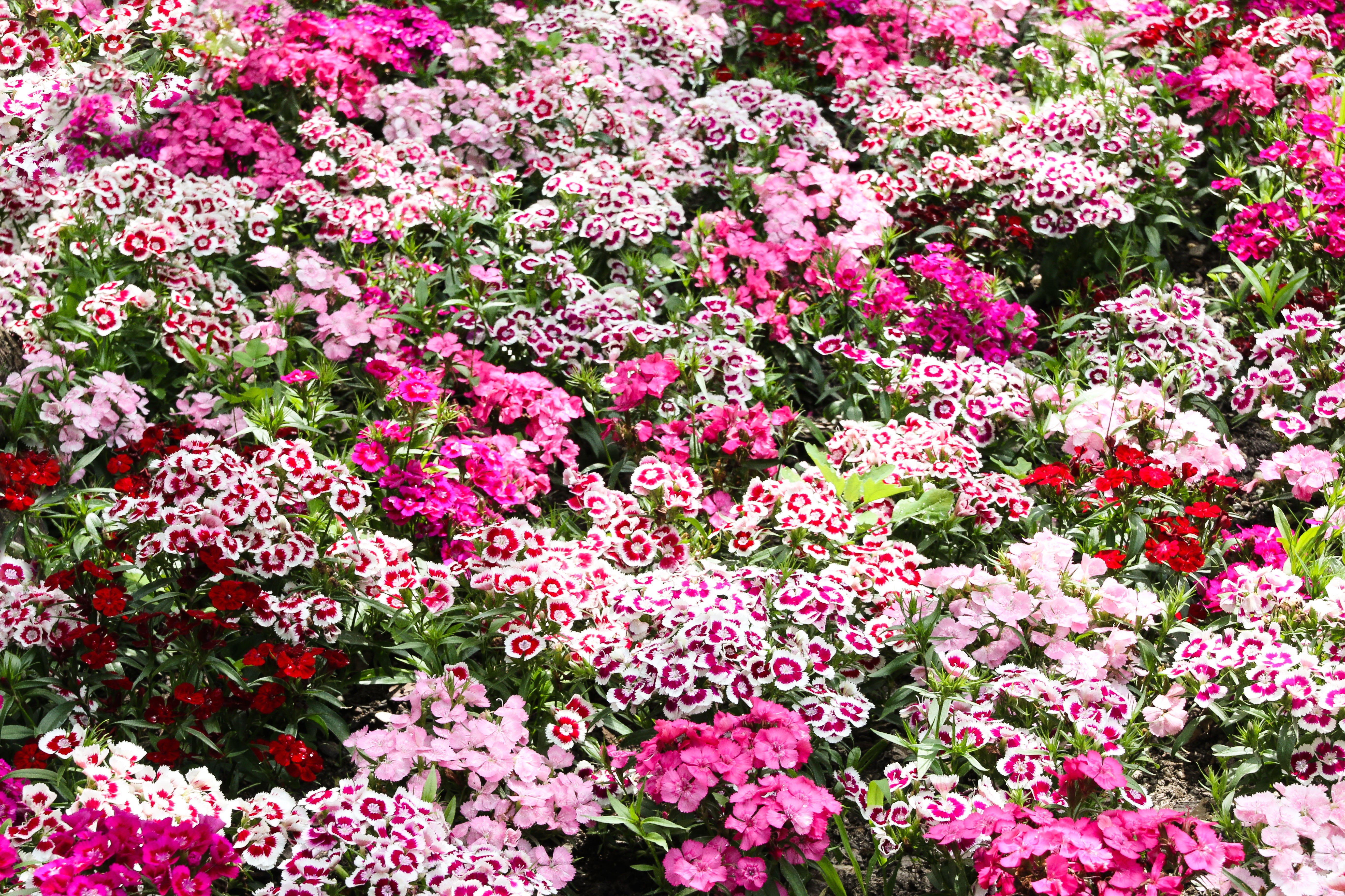 blossom-plant-flower-purple-