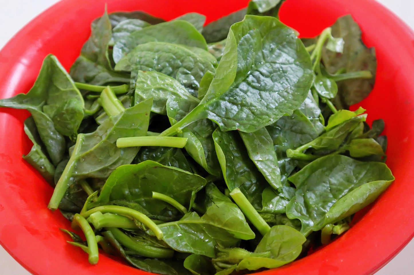 50 BIG ROUND LEAF MALABAR SPINACH Vine Ceylon Basella Alba Vegetable Seeds