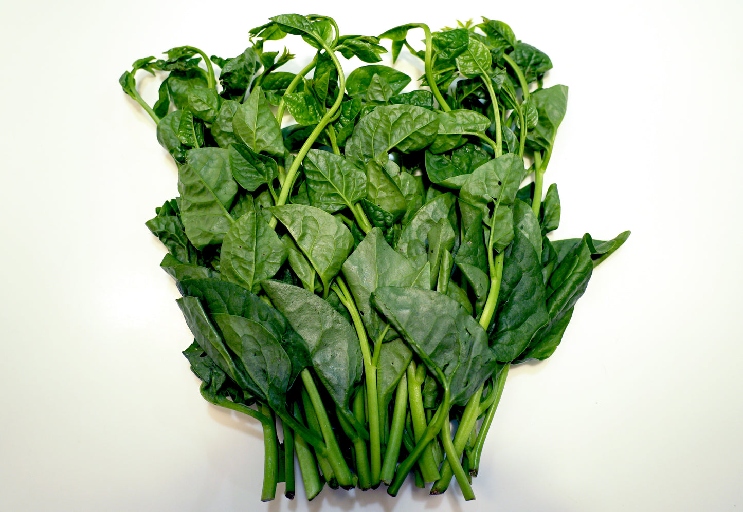 50 GREEN VINES SUPREME MALABAR SPINACH Ceylon Basella Alba Vegetable Seeds