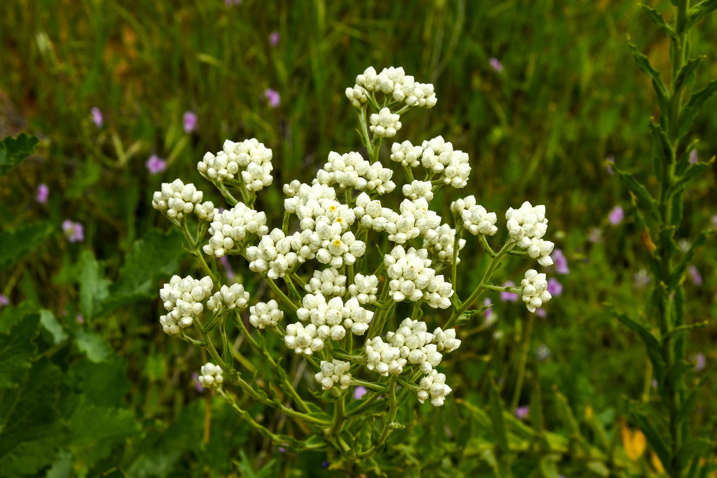 100 White SWEET EVERLASTING Gnaphalium Obtusifolium Butterfly Flower Herb Seeds
